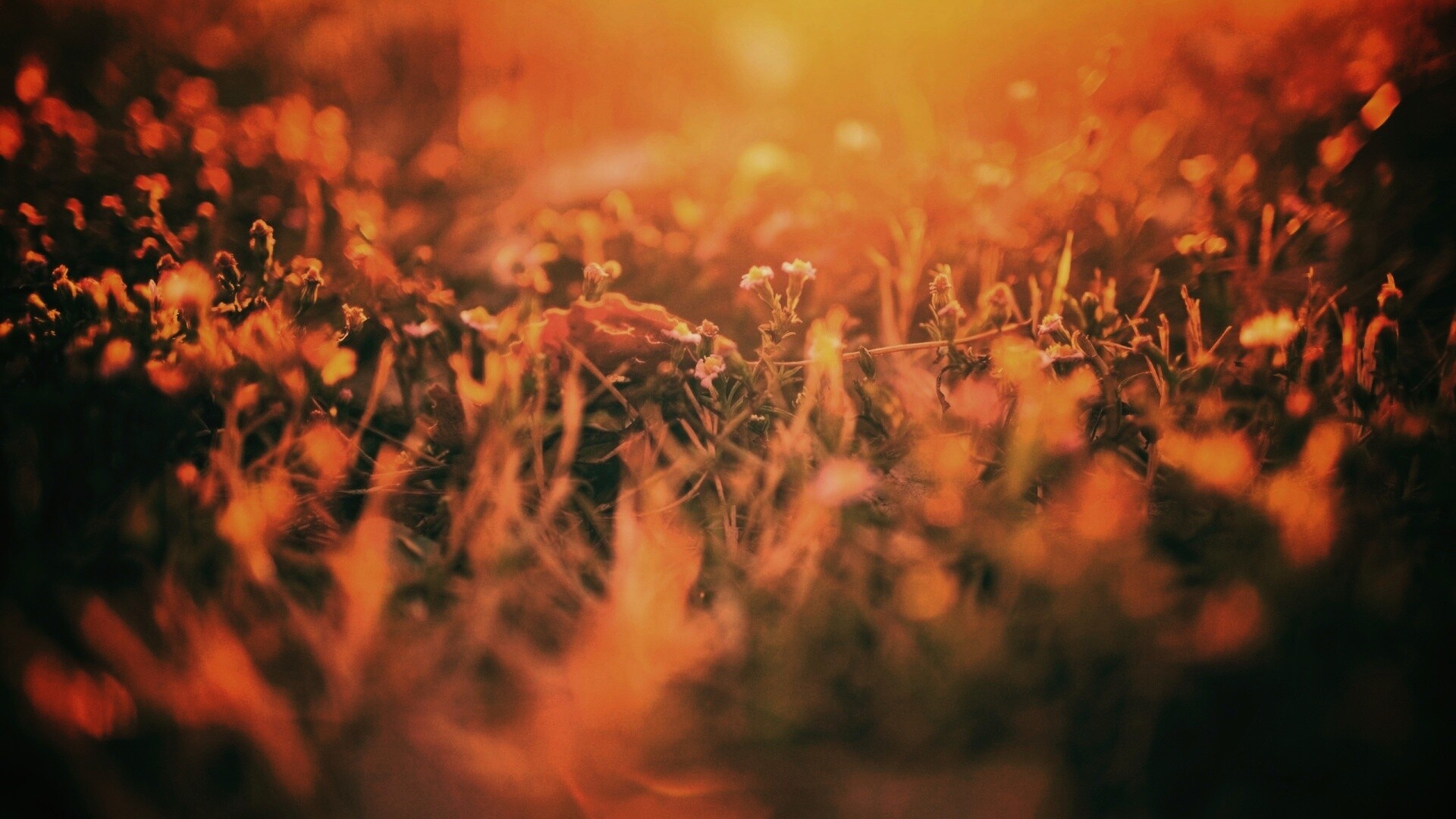 Полевые цветы в закатном солнце обои