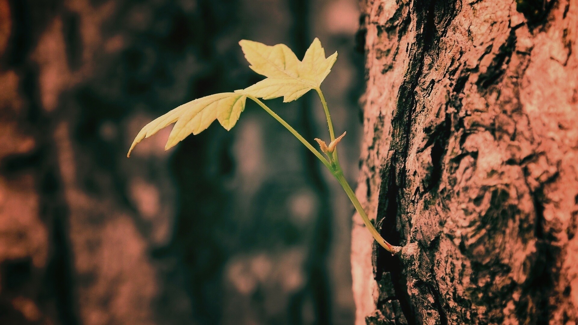 Молодой листик обои