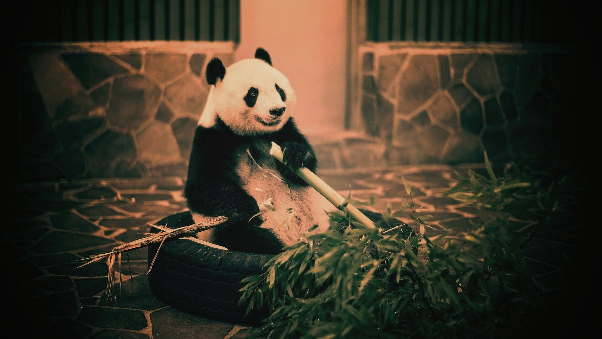 Панда точит бамбук обои