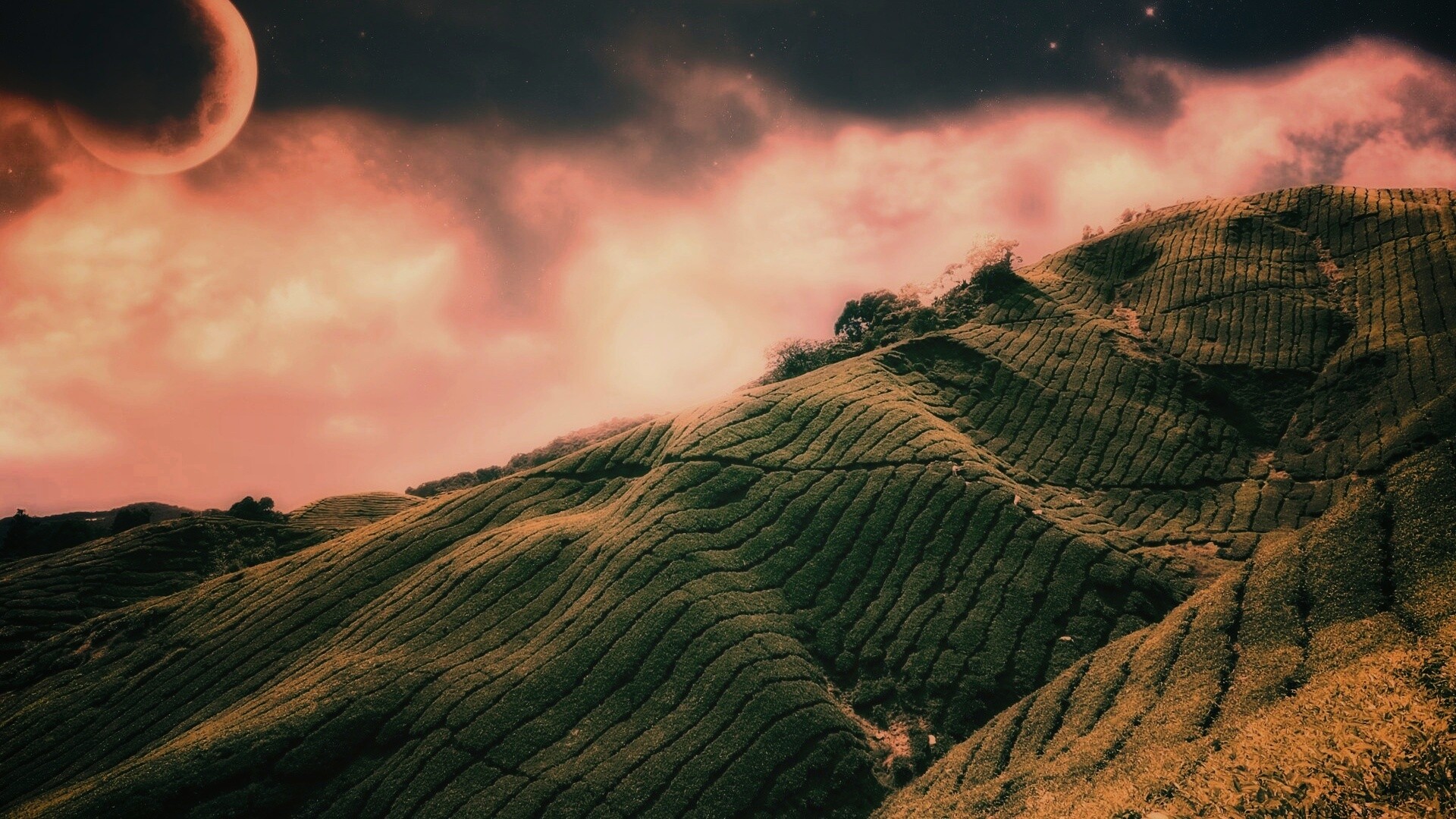 Чайные поля обои