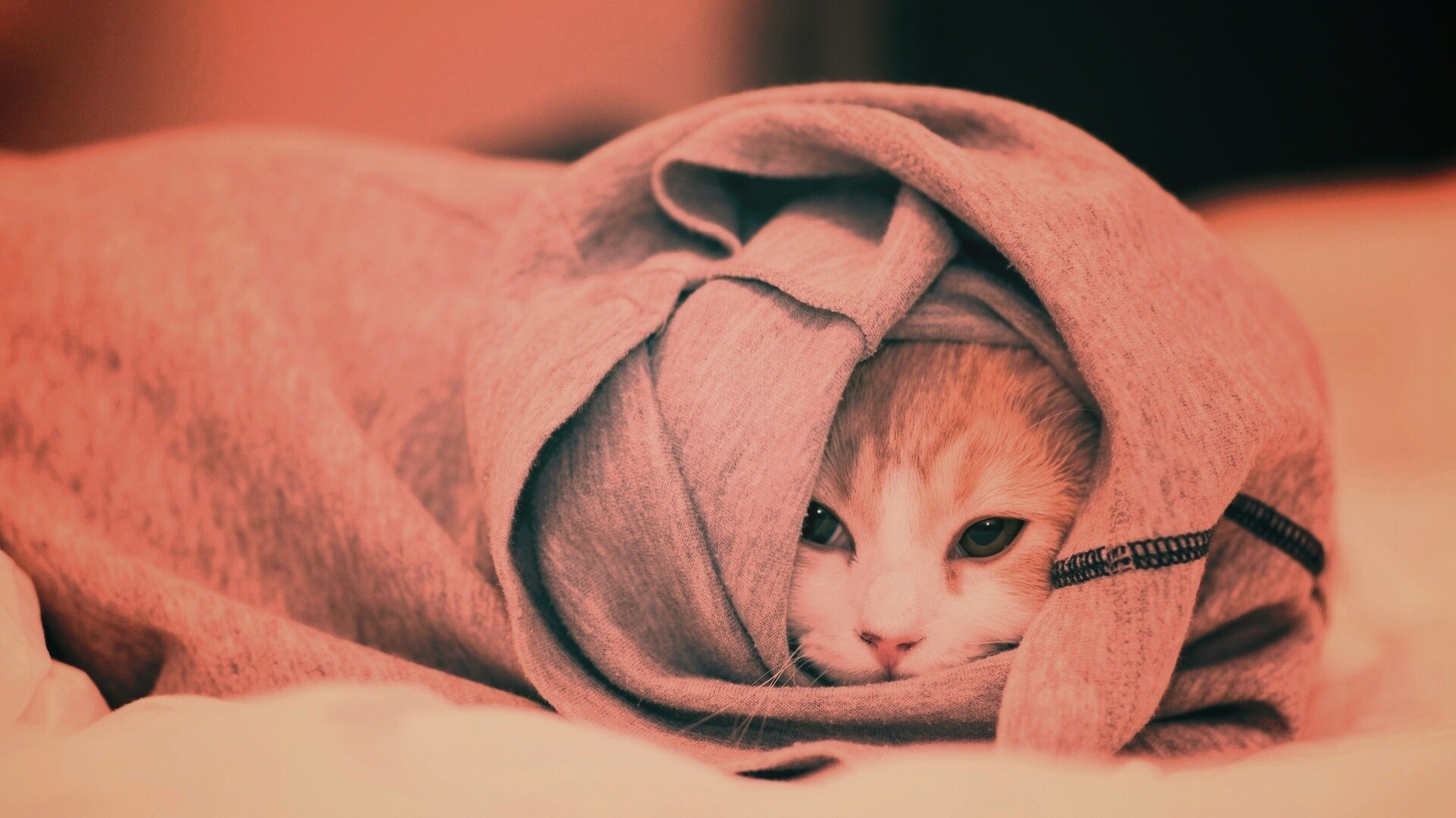 Закутавшийся в футболку кот обои