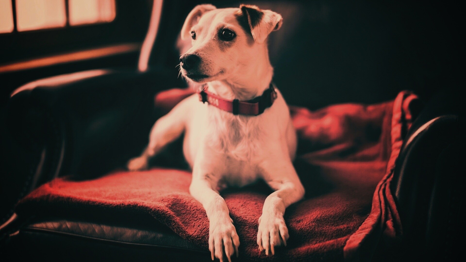 Собака на кресле обои
