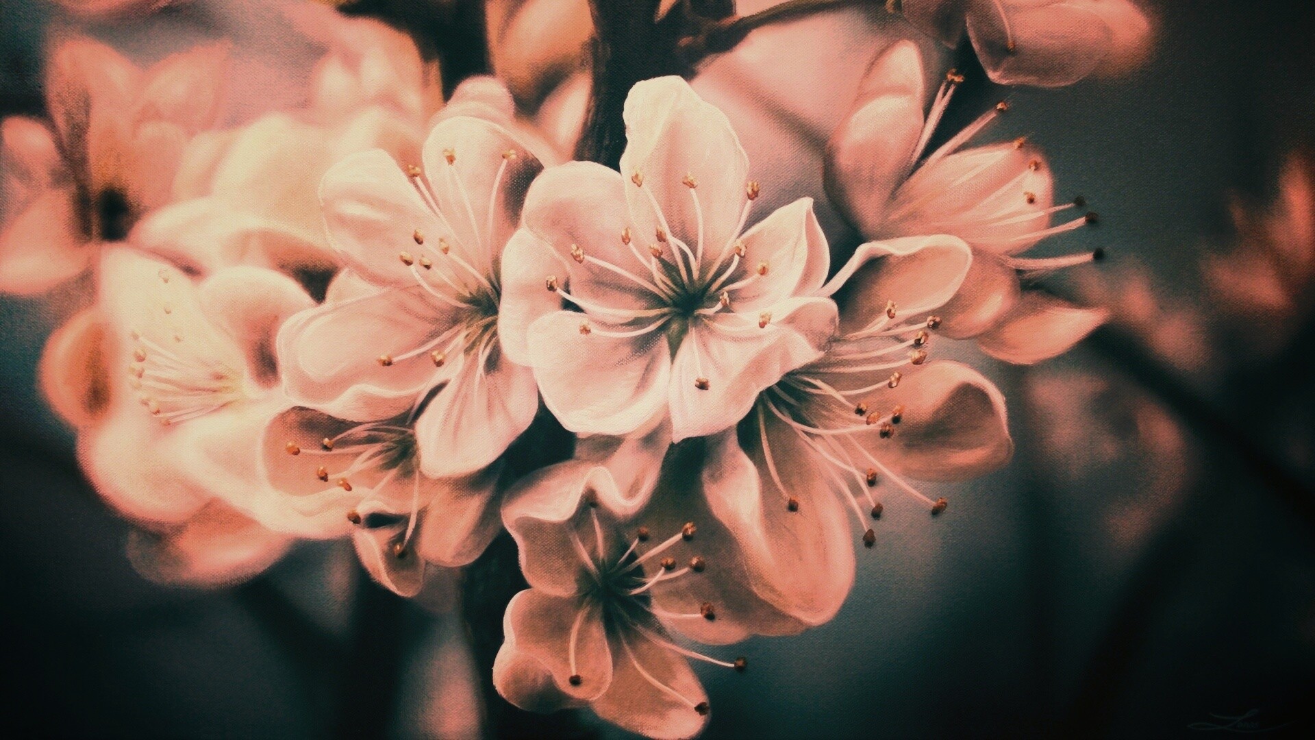 Яблоня в цвету картина обои