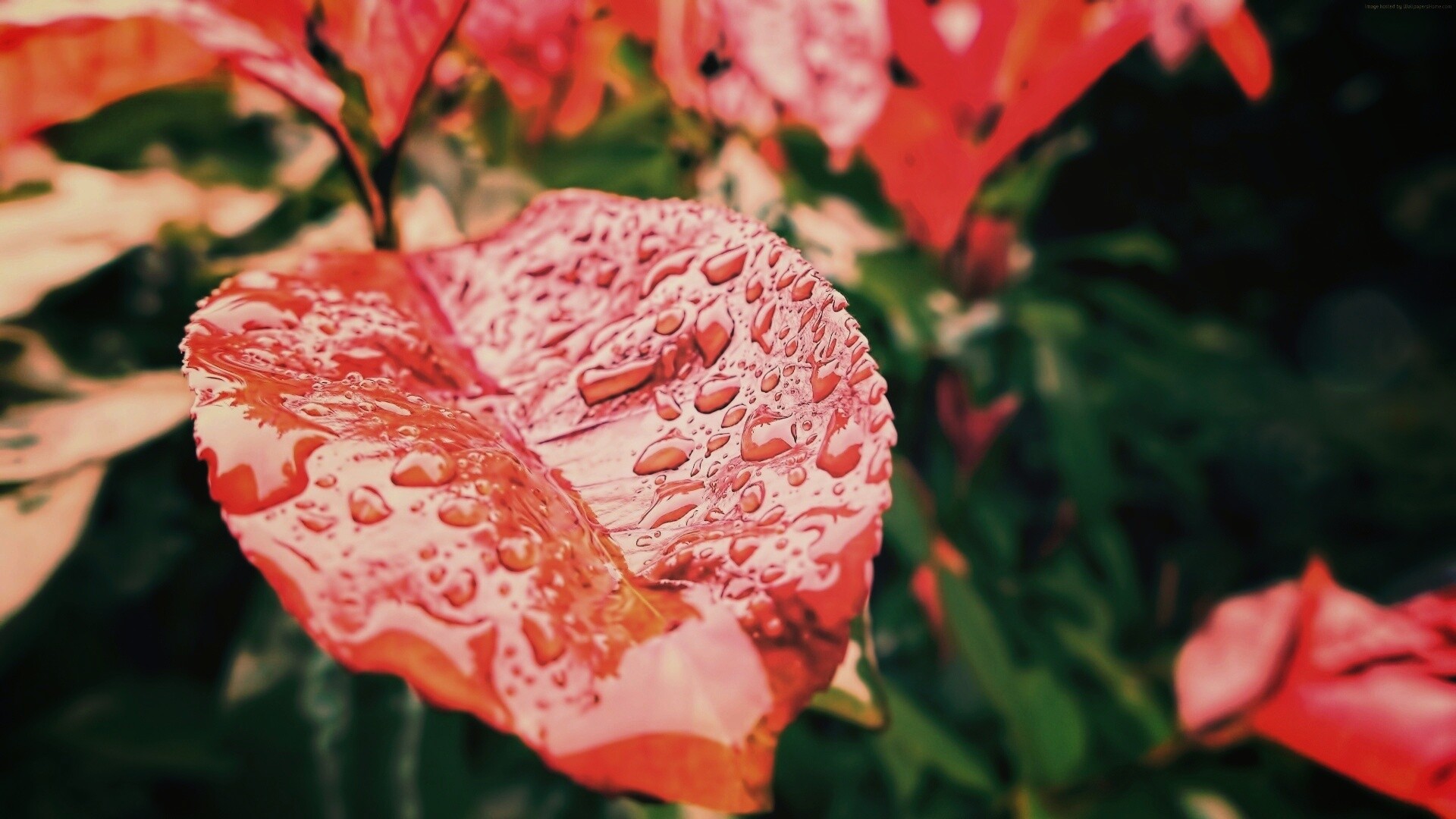 Красный лист в каплях воды обои