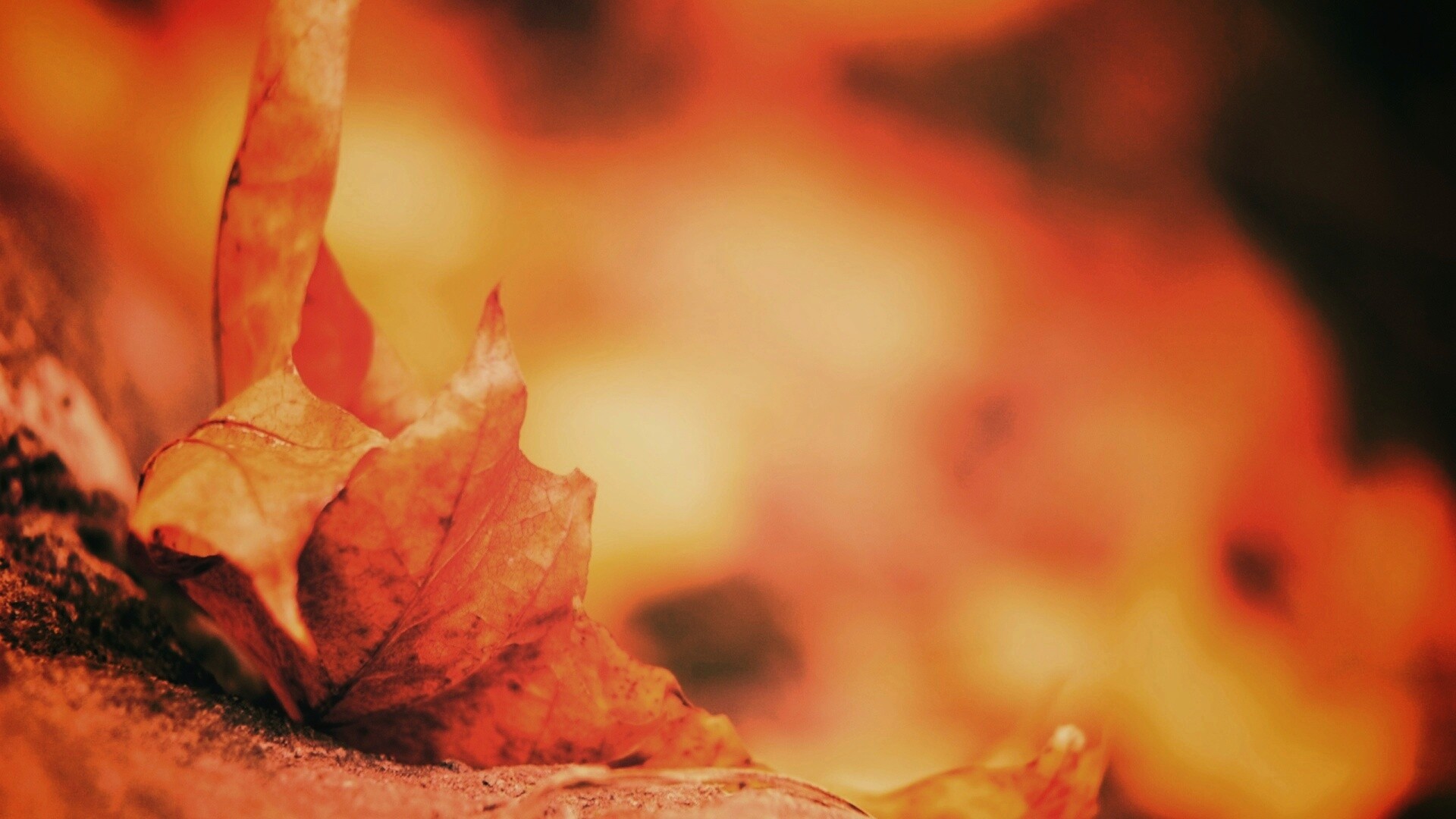 Пламенеющий осенний лист обои