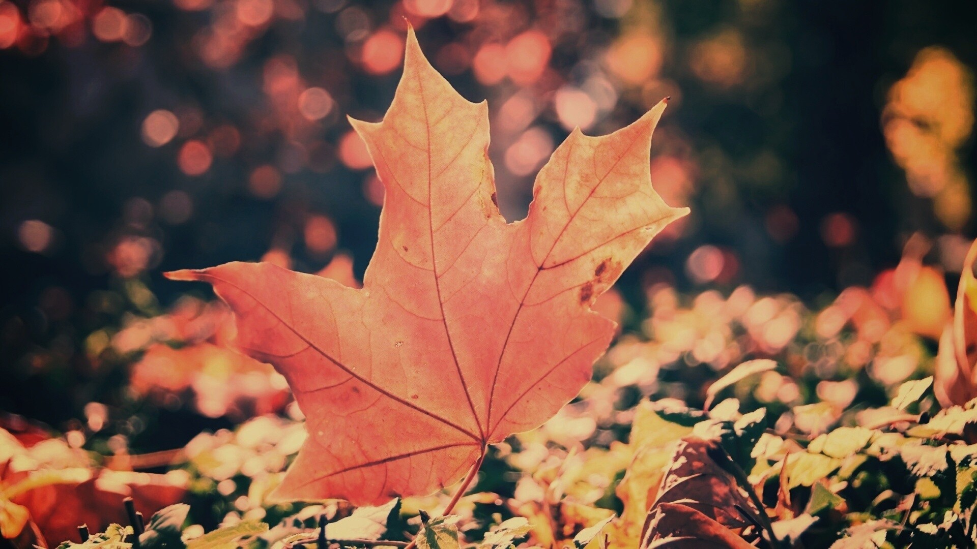 Желтый кленовый лист обои