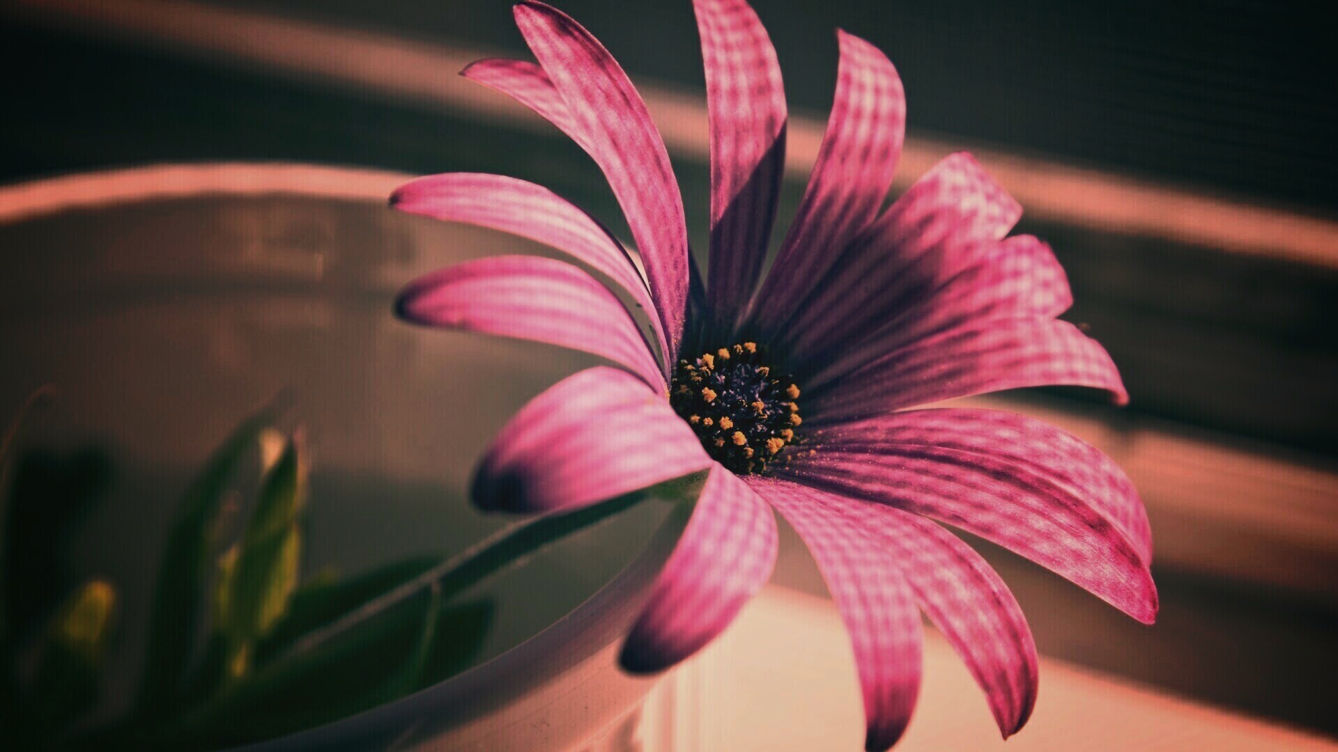 Сиреневый цветок в стакане обои