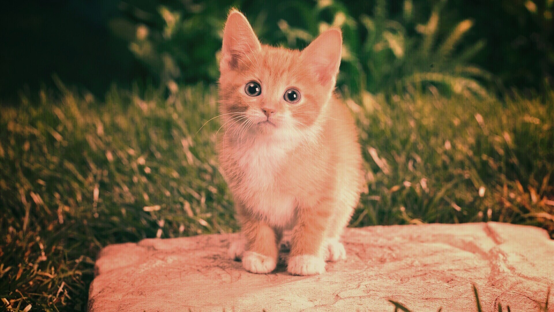 Котенок в саду обои
