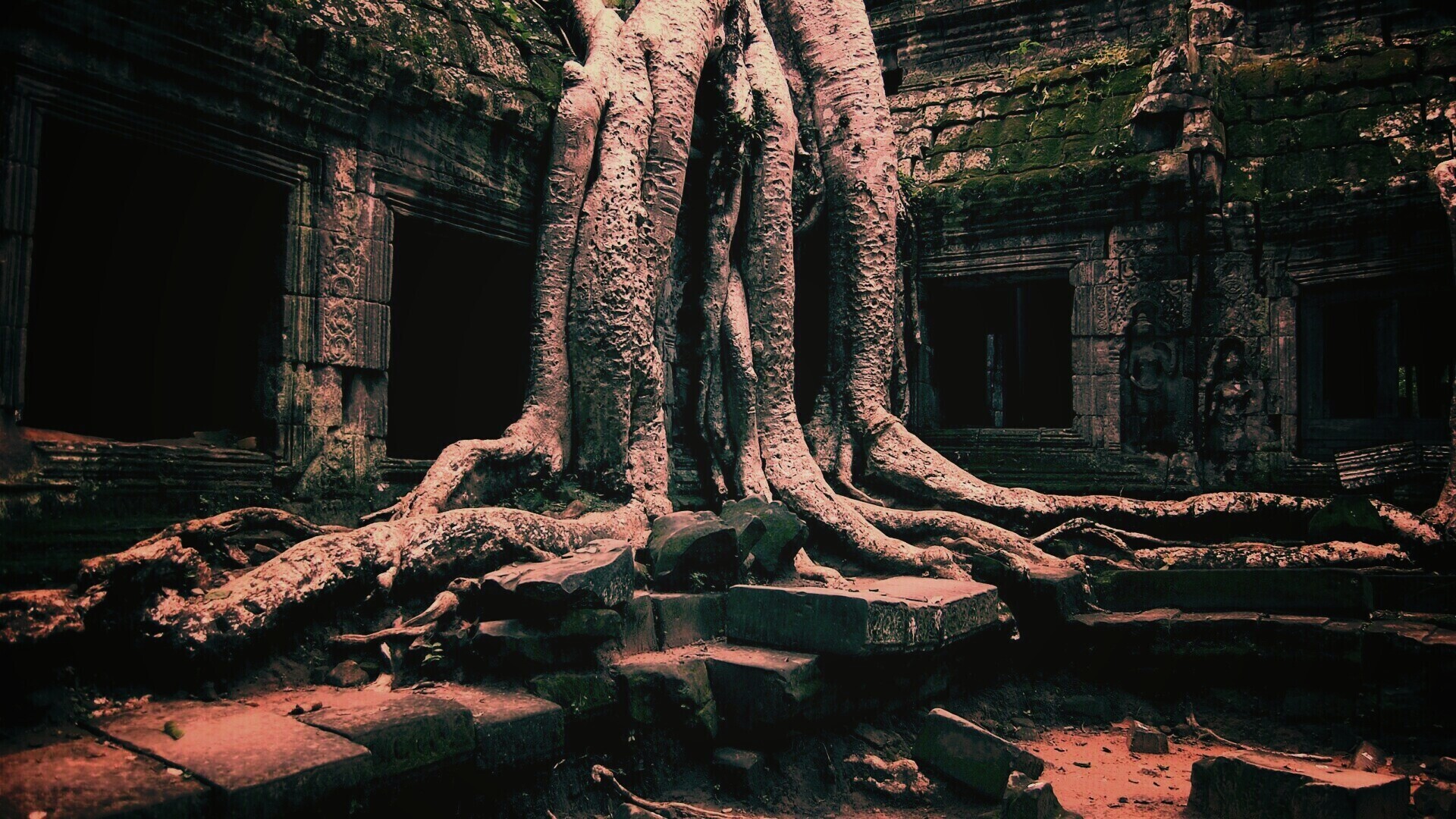 Мощные корни обои