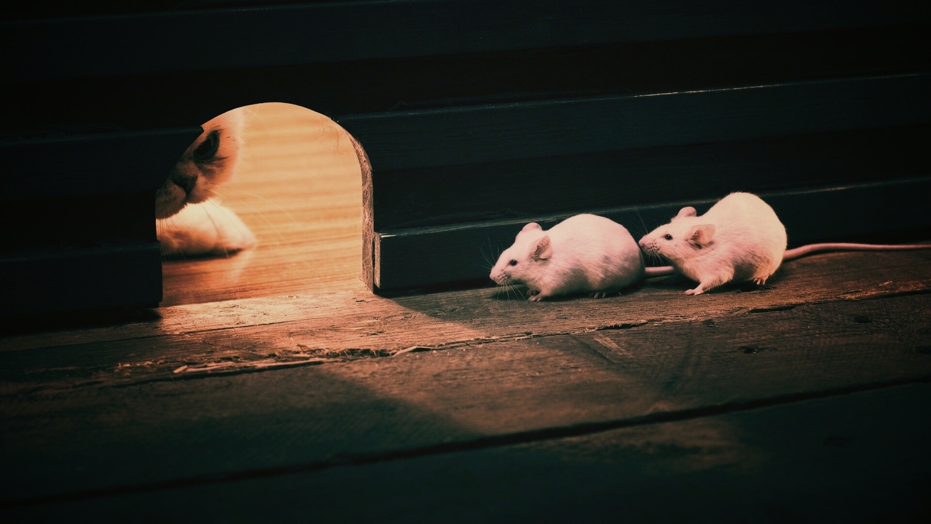 Кошки - мышки обои