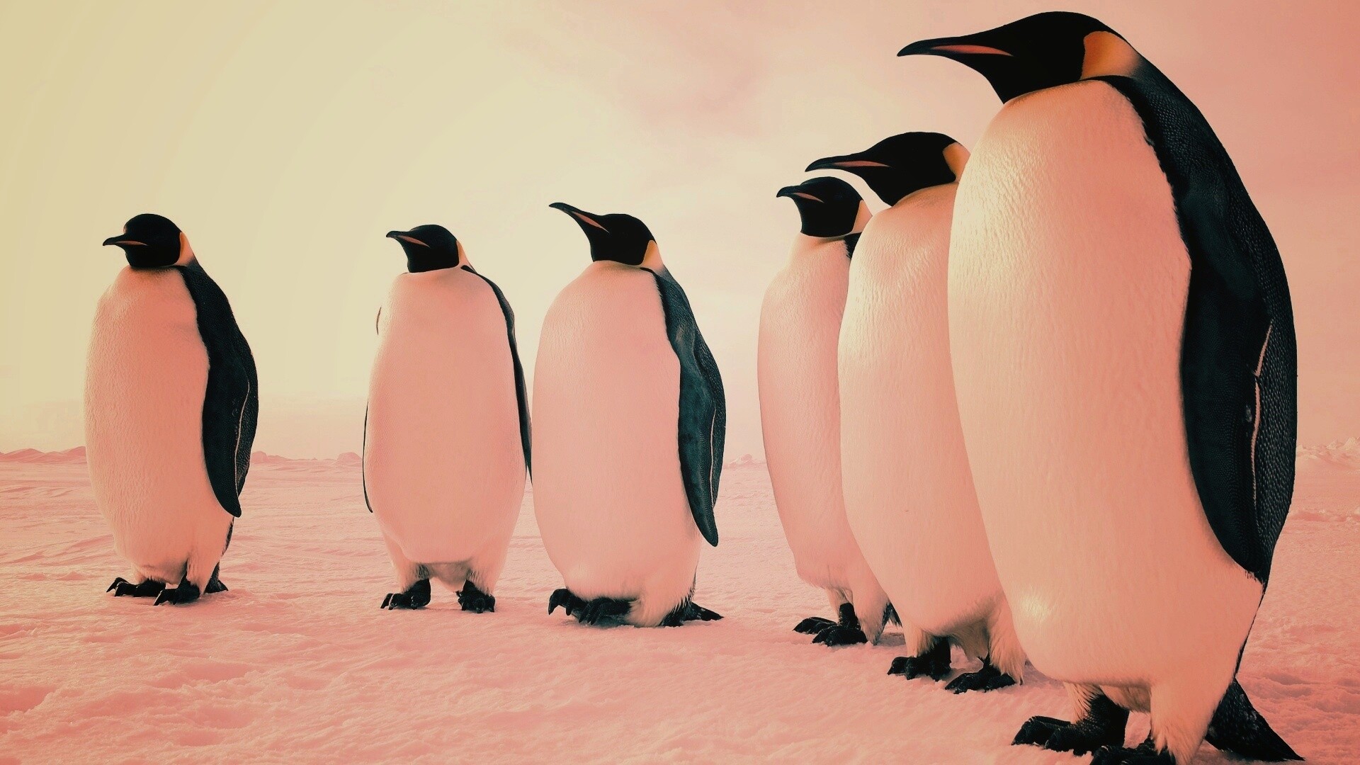 Слет пингвинов обои