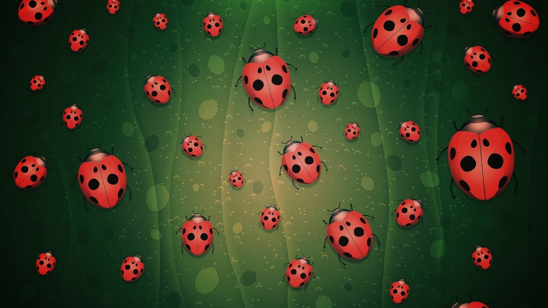 Божьи коровки обои