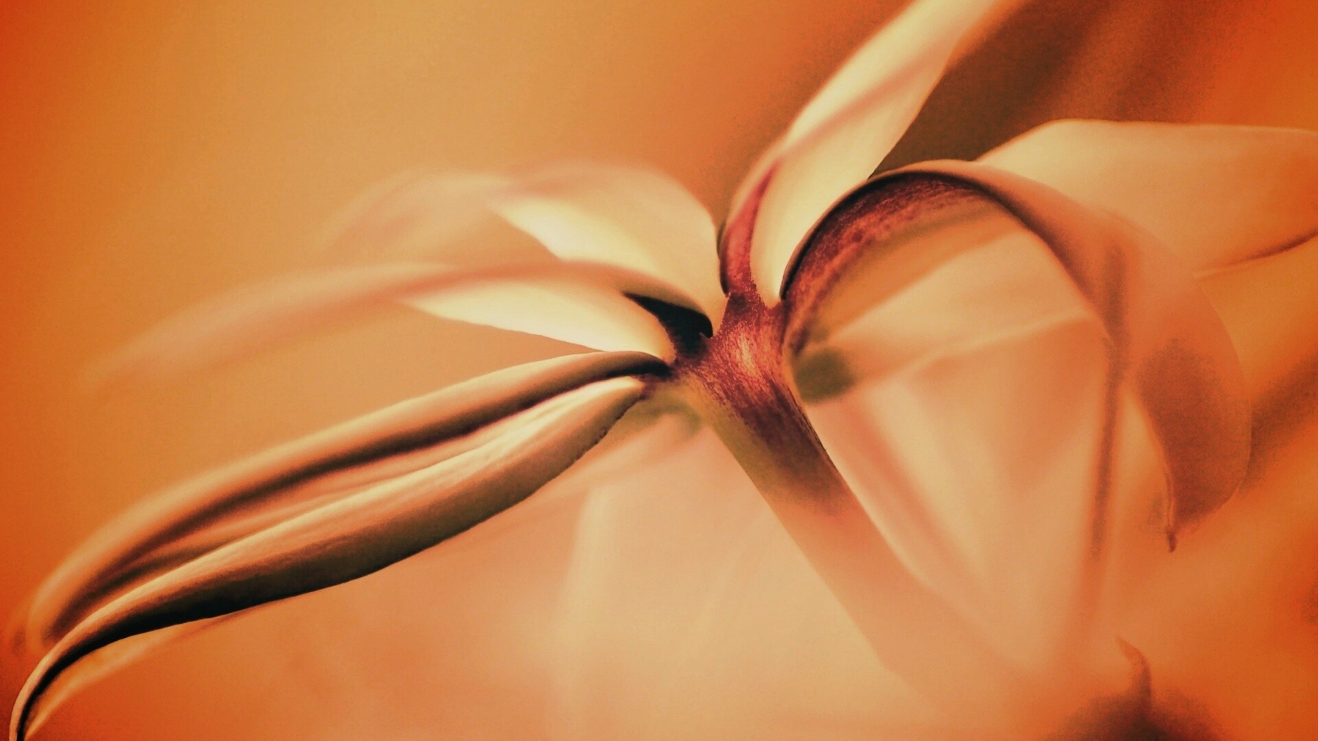 Цветок обои