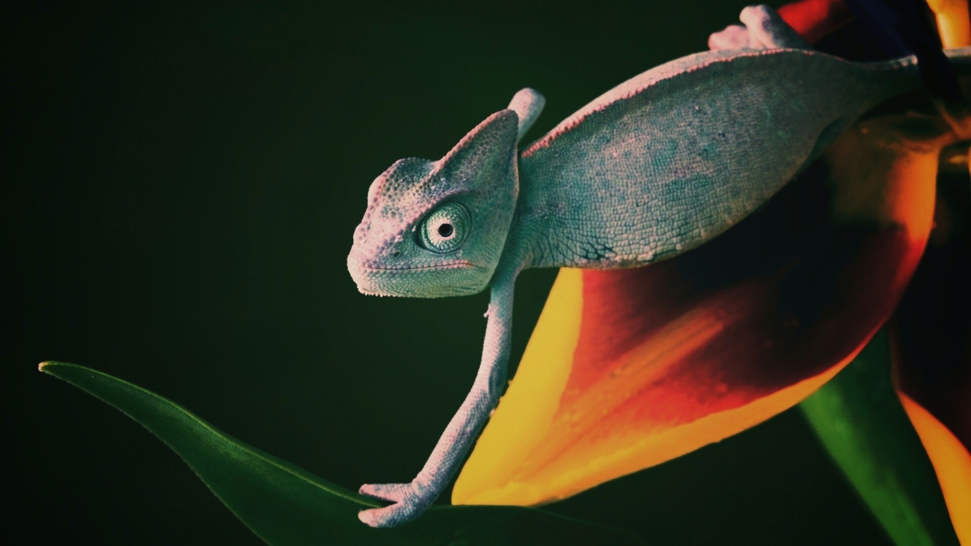 Хамелеон обои