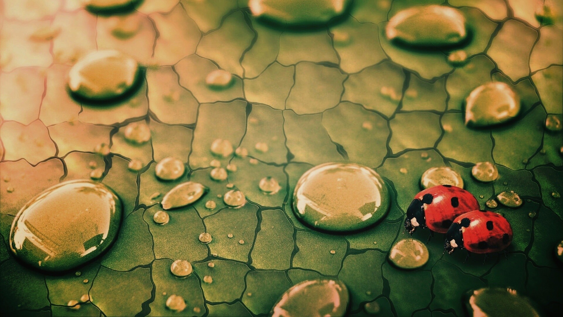 Божьи коровки обои