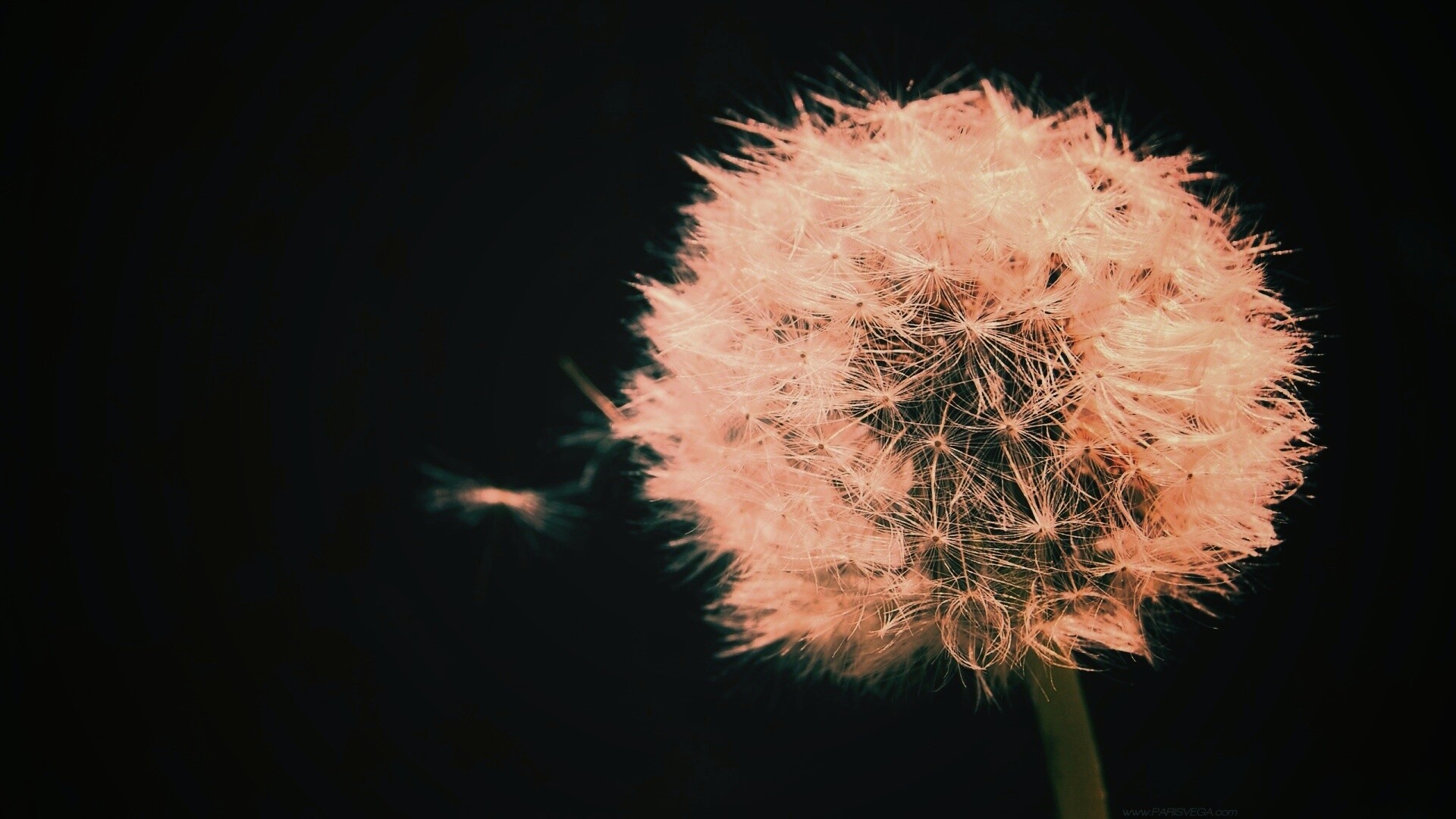 Одуванчик обои