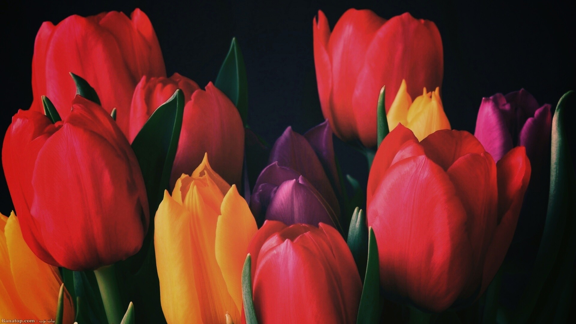 Тюльпаны обои