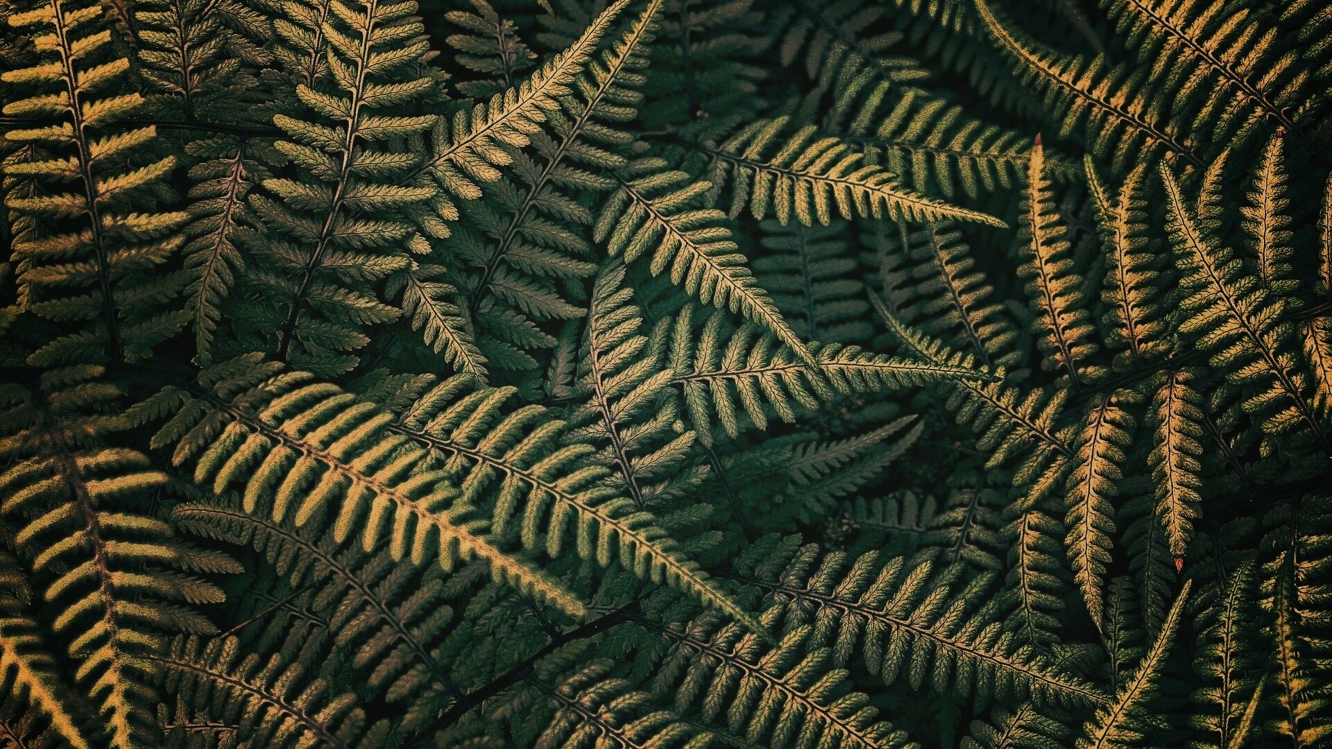 Папоротник обои