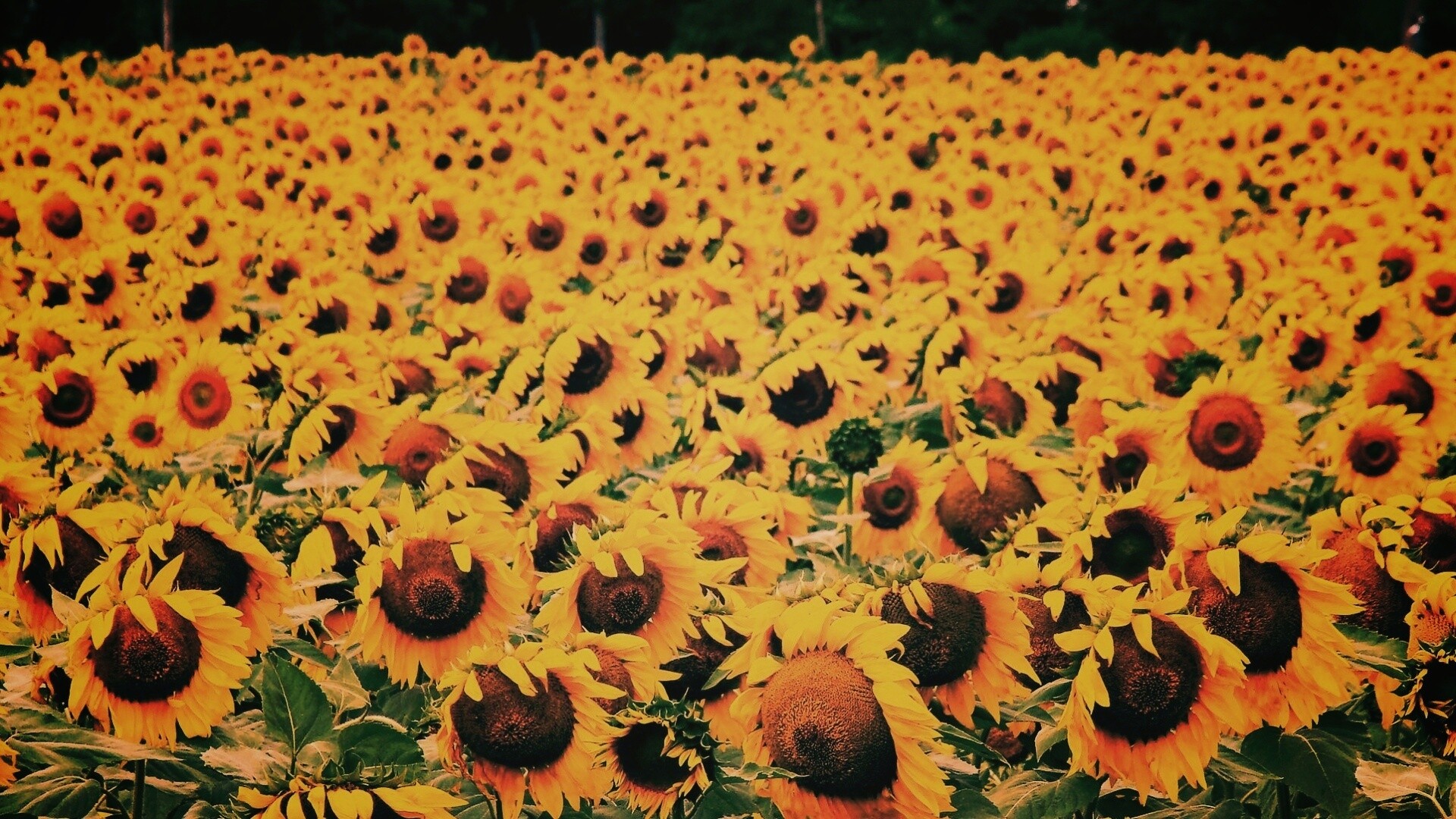 Поле подсолнухов обои