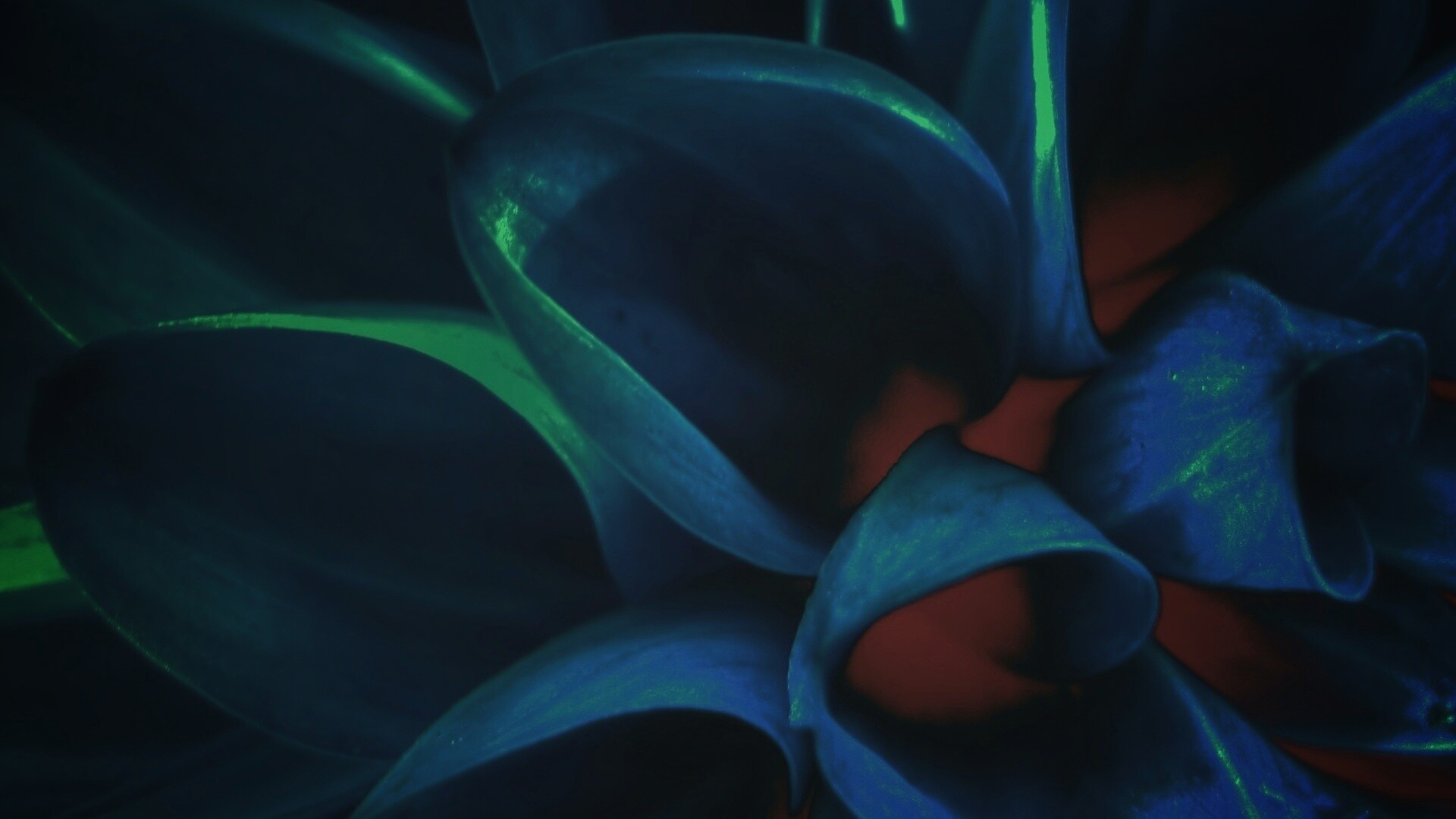 Лепестки обои