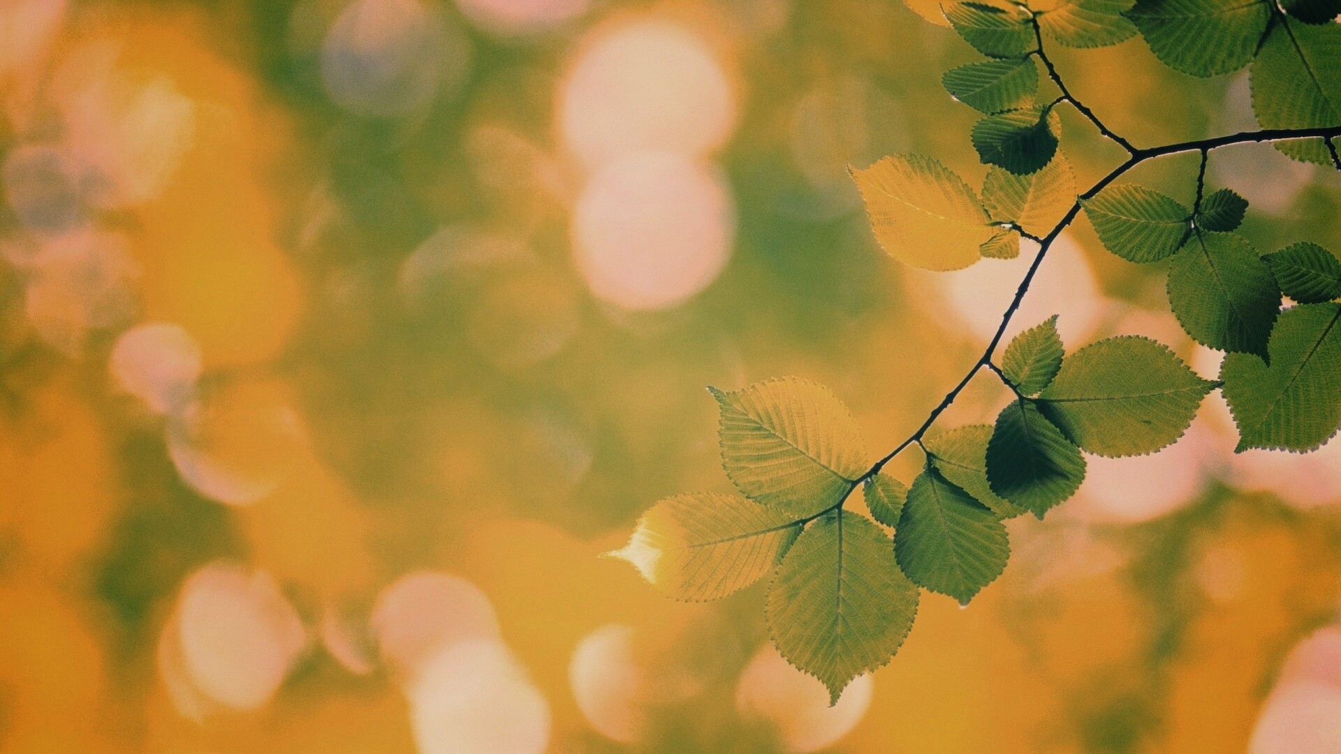 Зеленая ветка с листьями обои