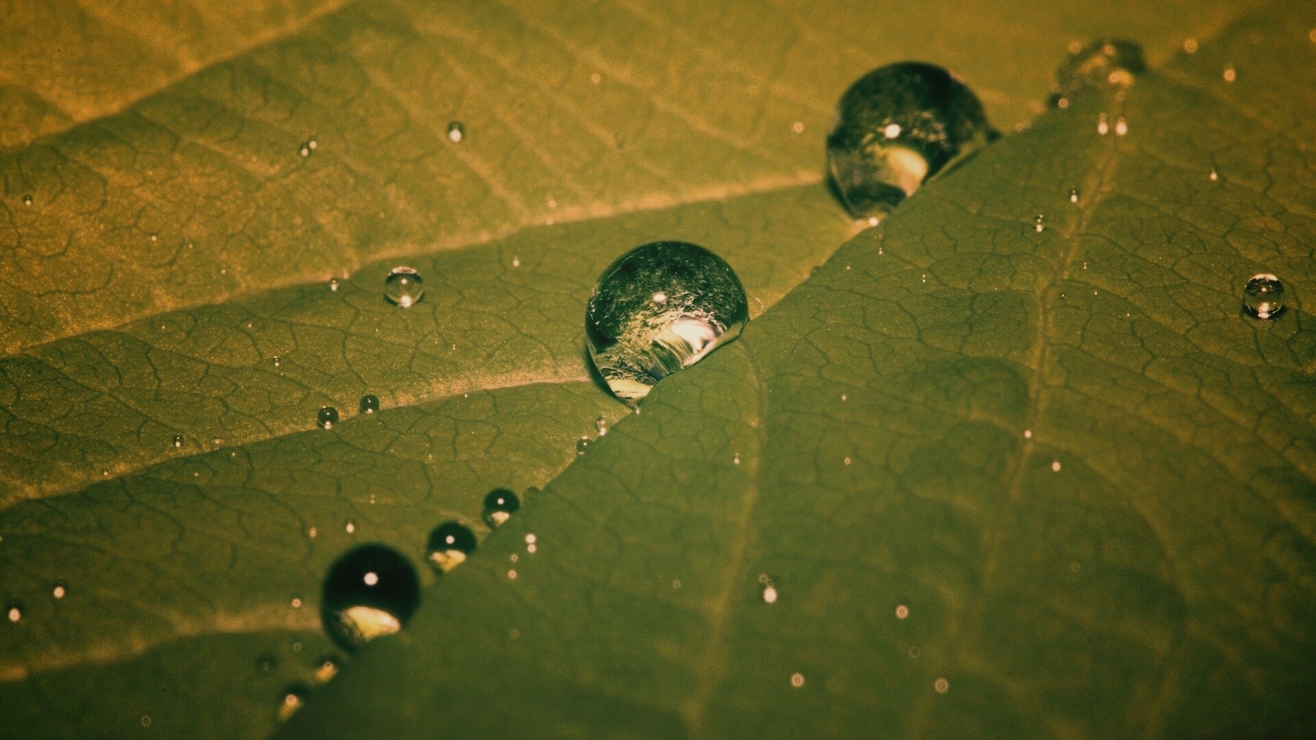 Капли на листе обои