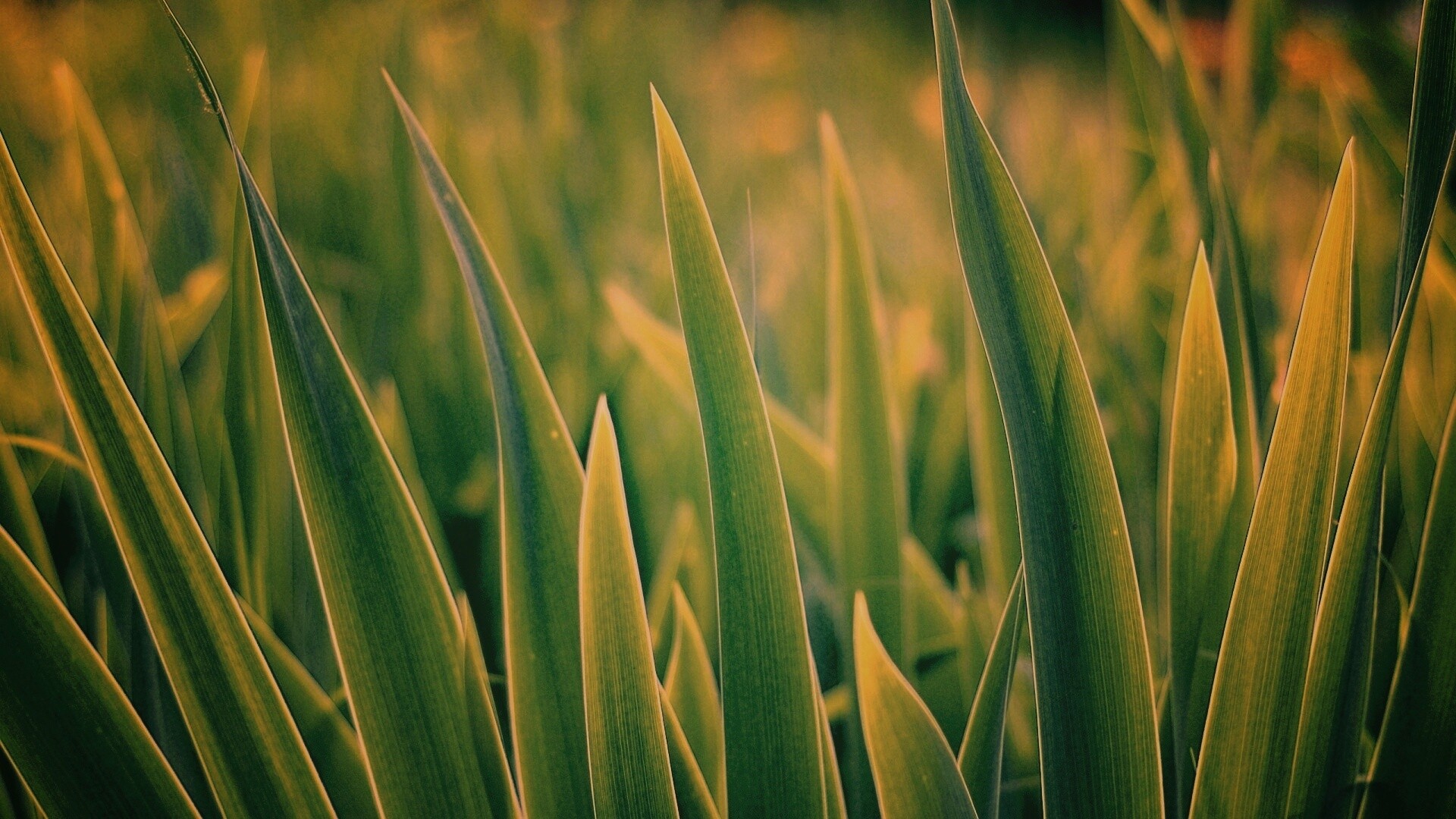 Идеальная зелень обои