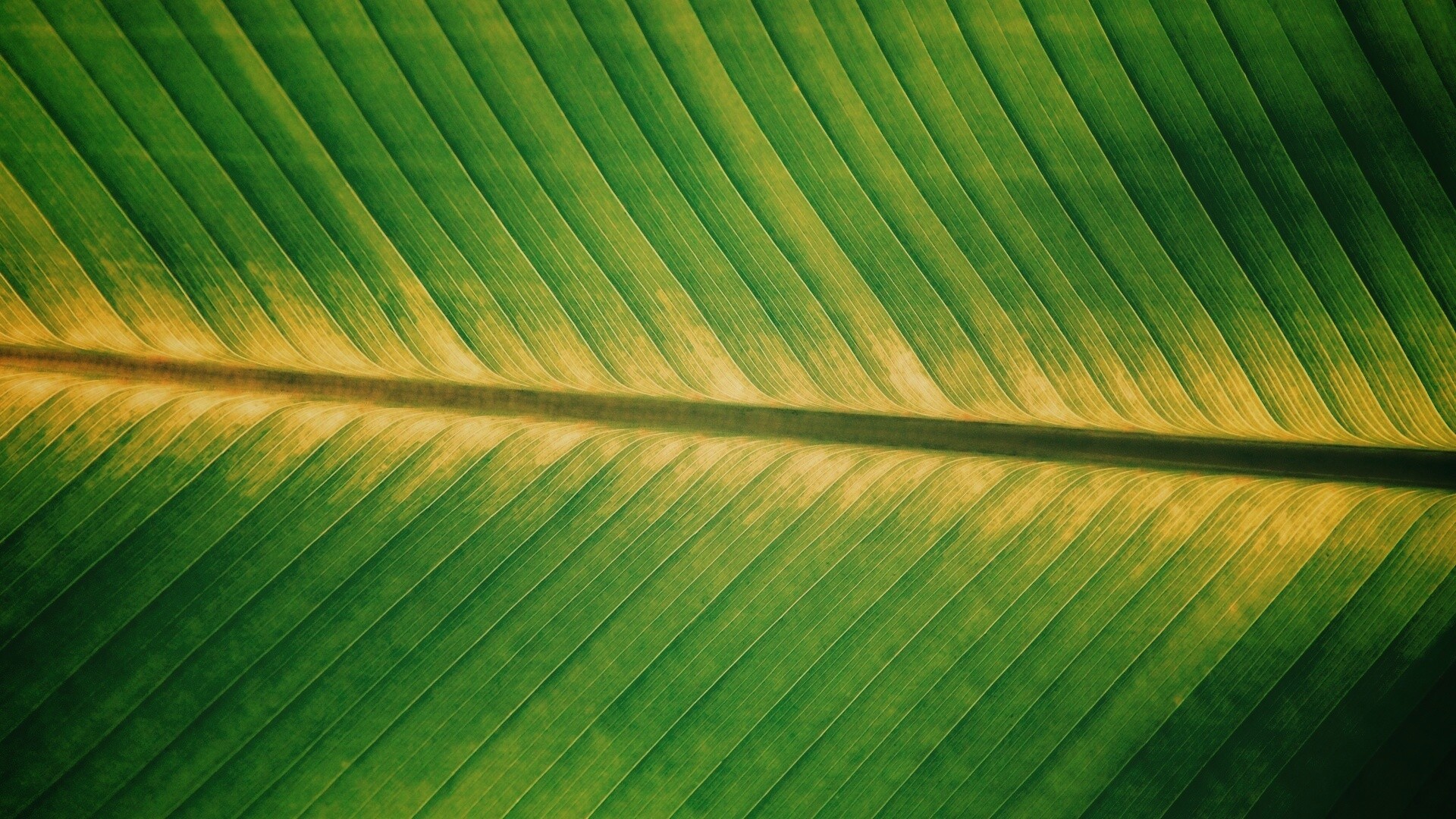 Пальмовый лист на солнце обои