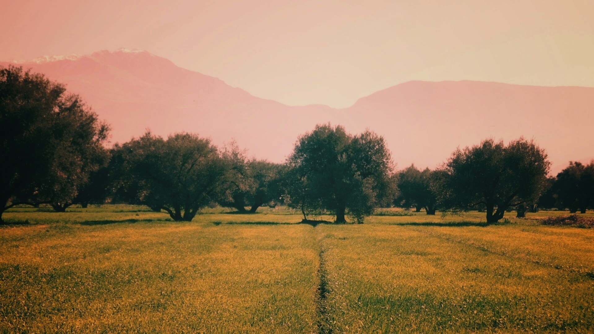 Зеленое поле обои