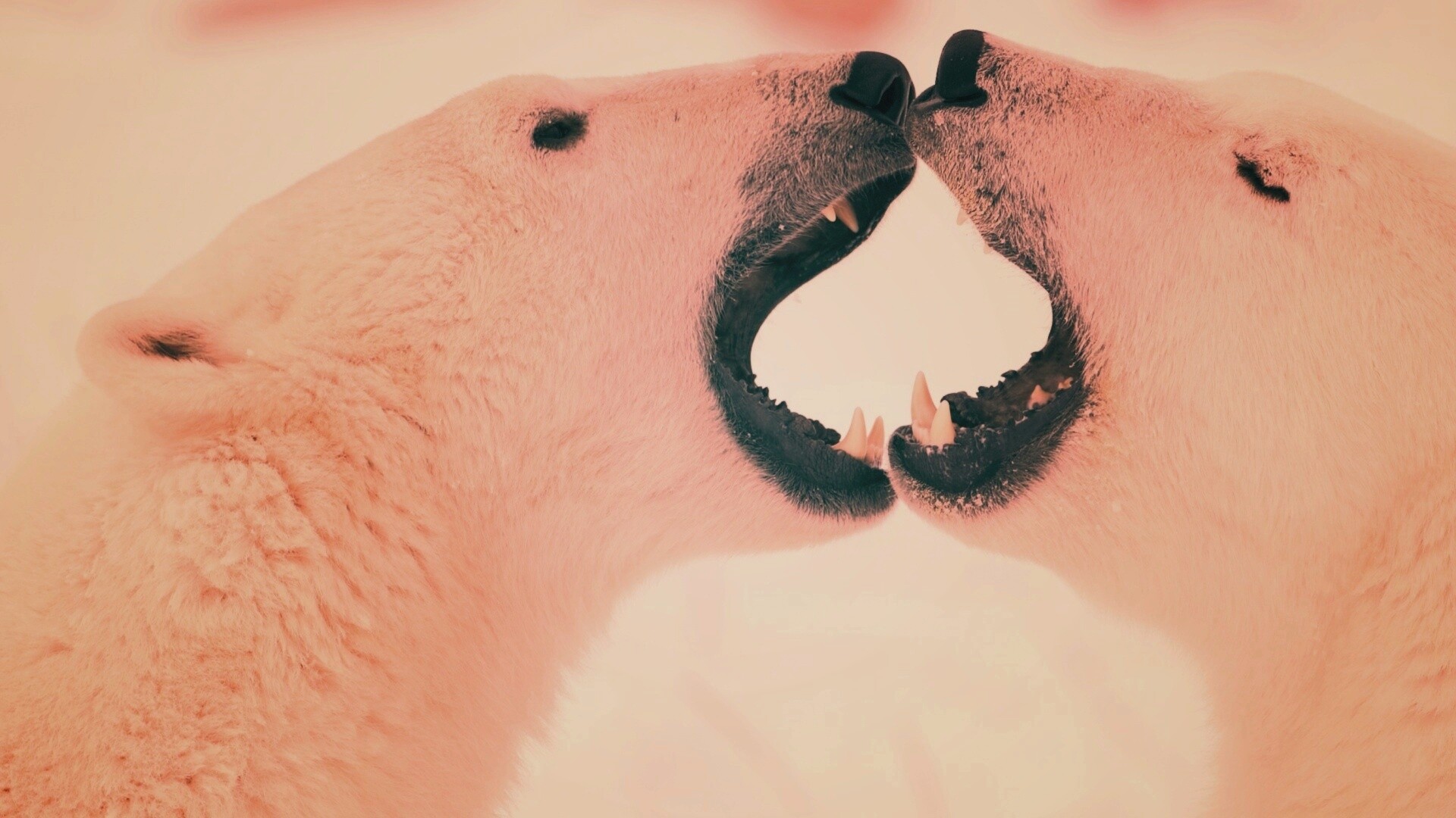 Полярные медведи обои