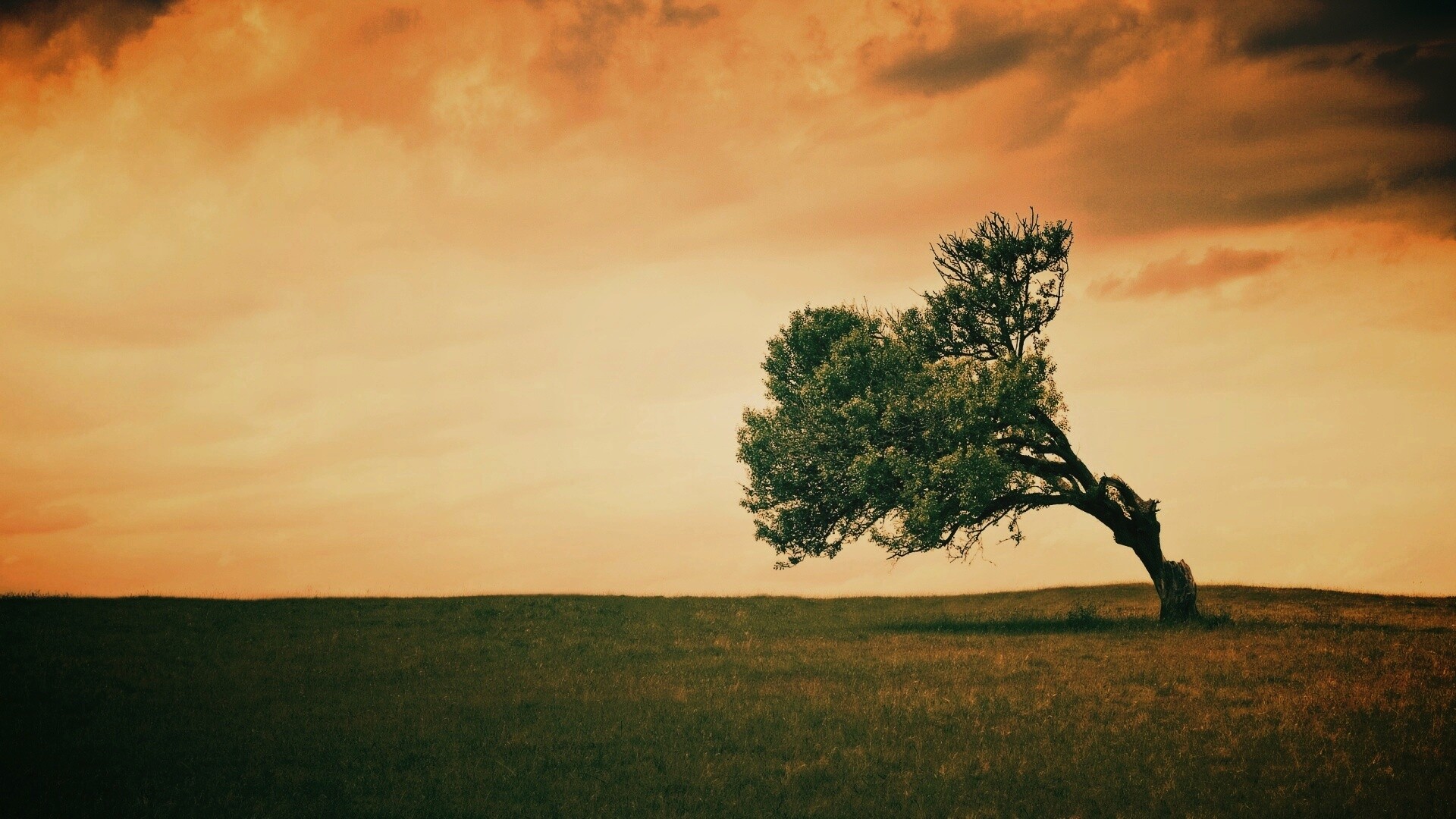 Склоненное дерево обои