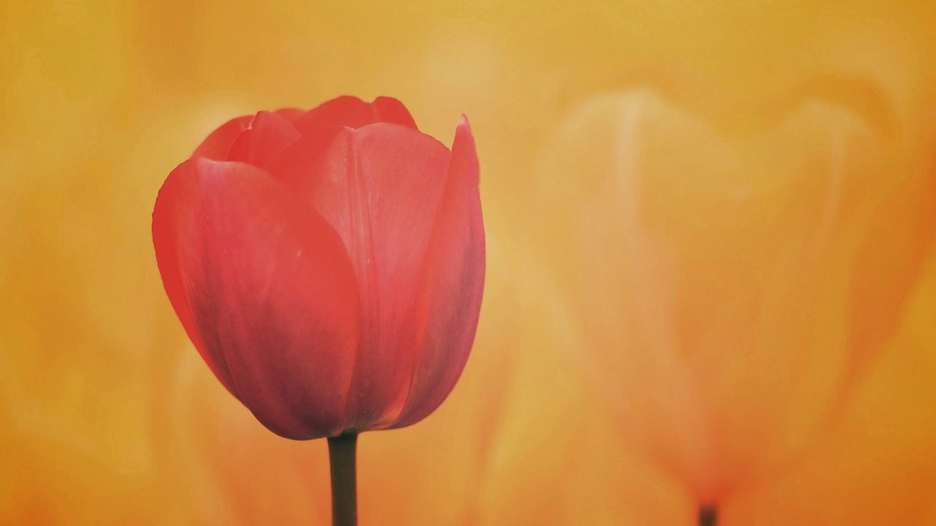 Красный тюльпан обои