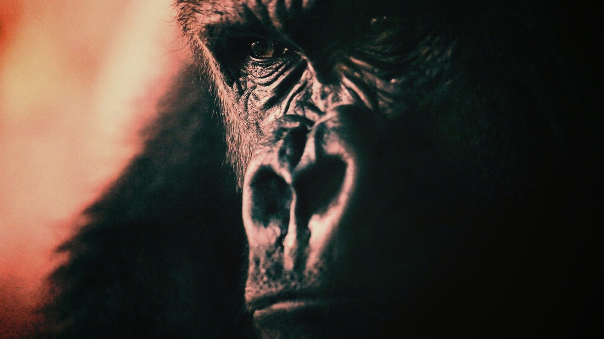 Фото орангутанга обои