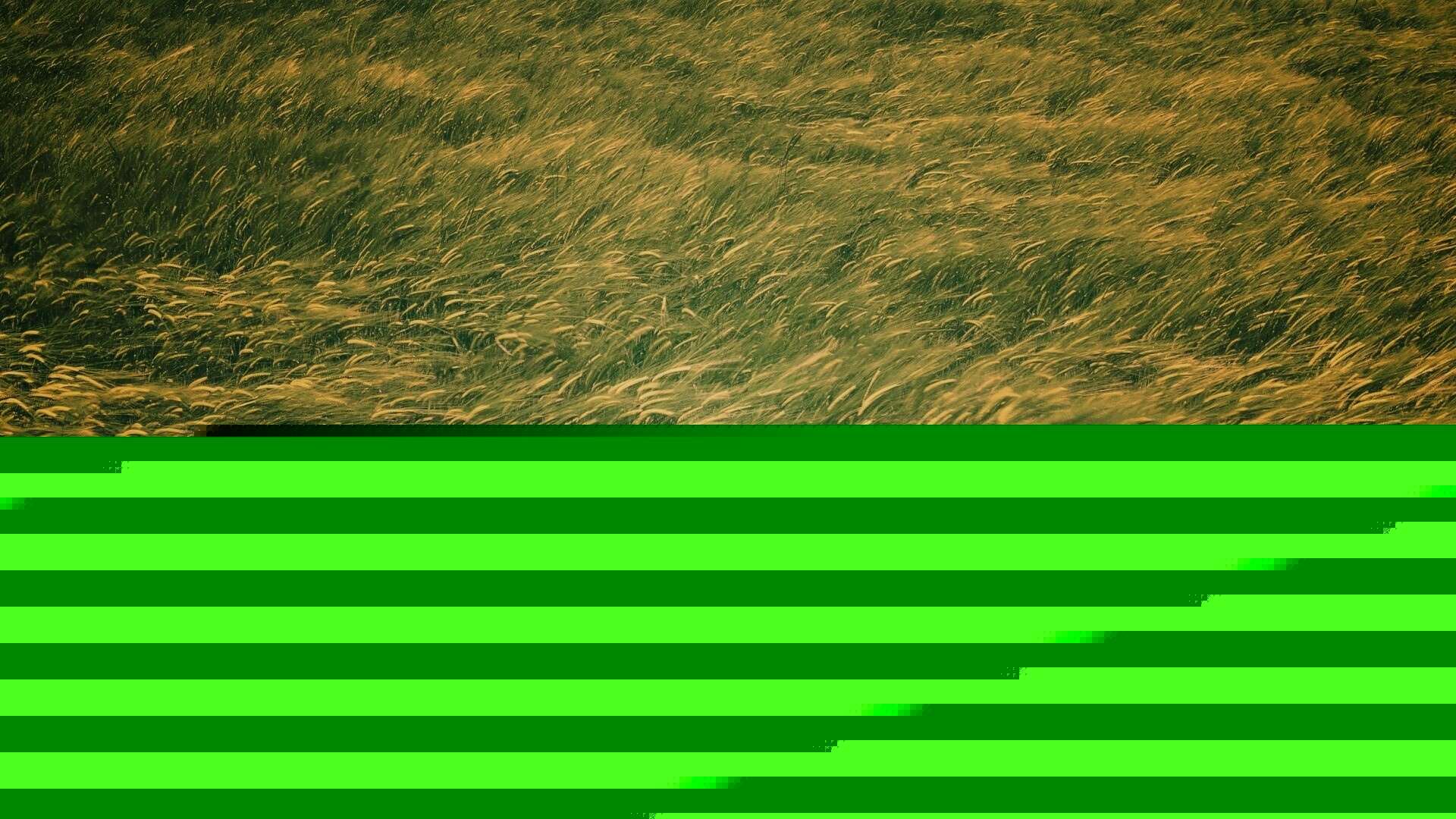 Колышущаяся трава обои