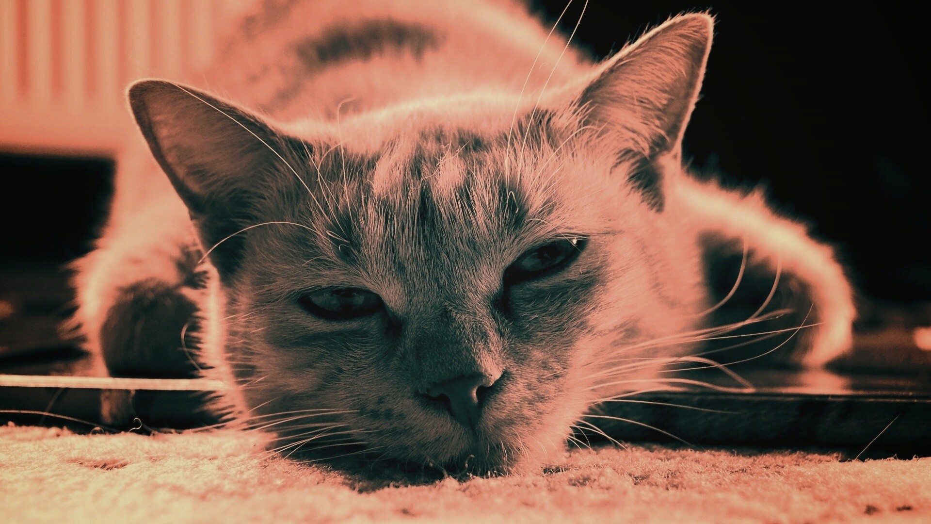 Кошара обои