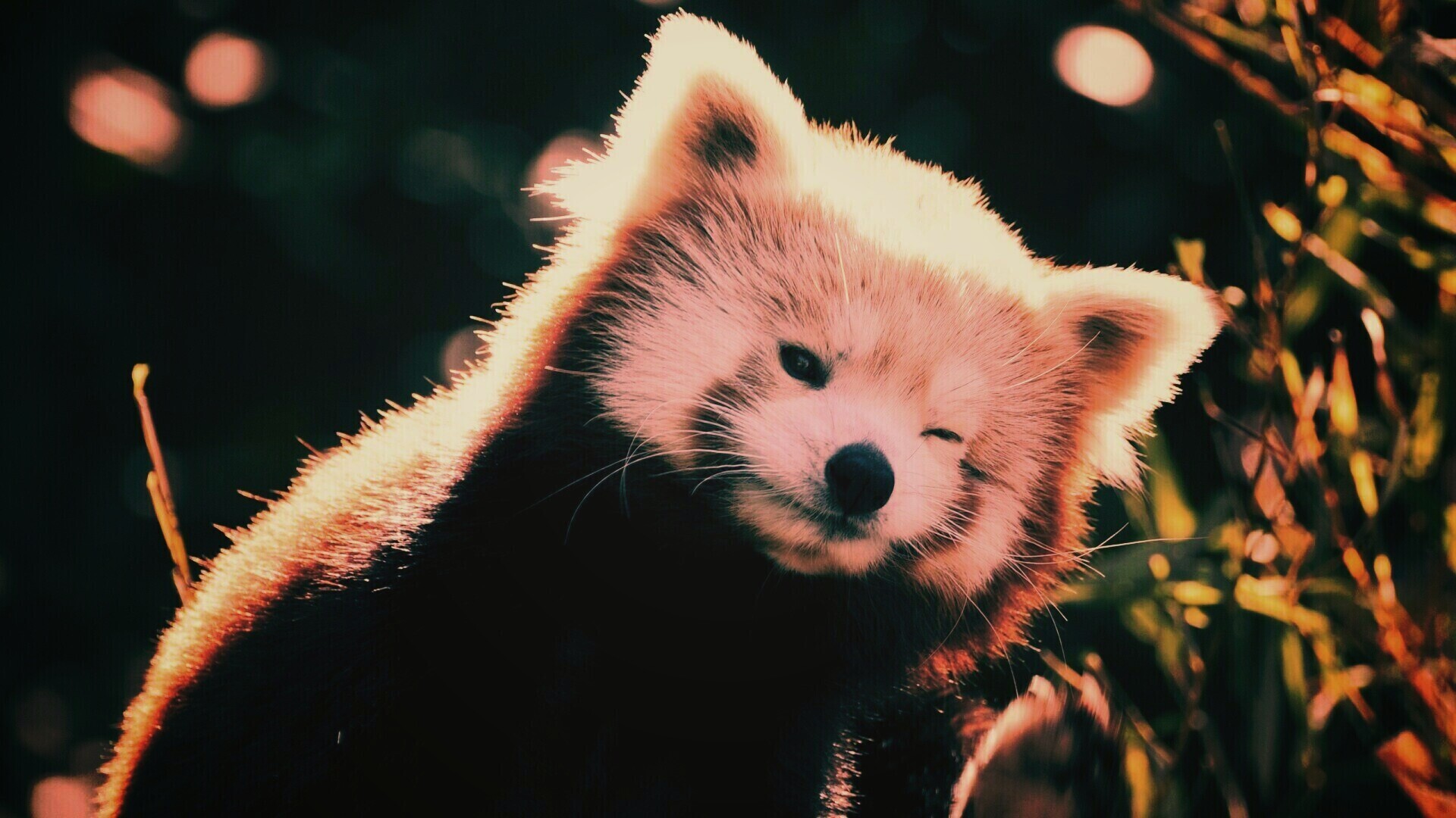 Красная панда подмигивает обои