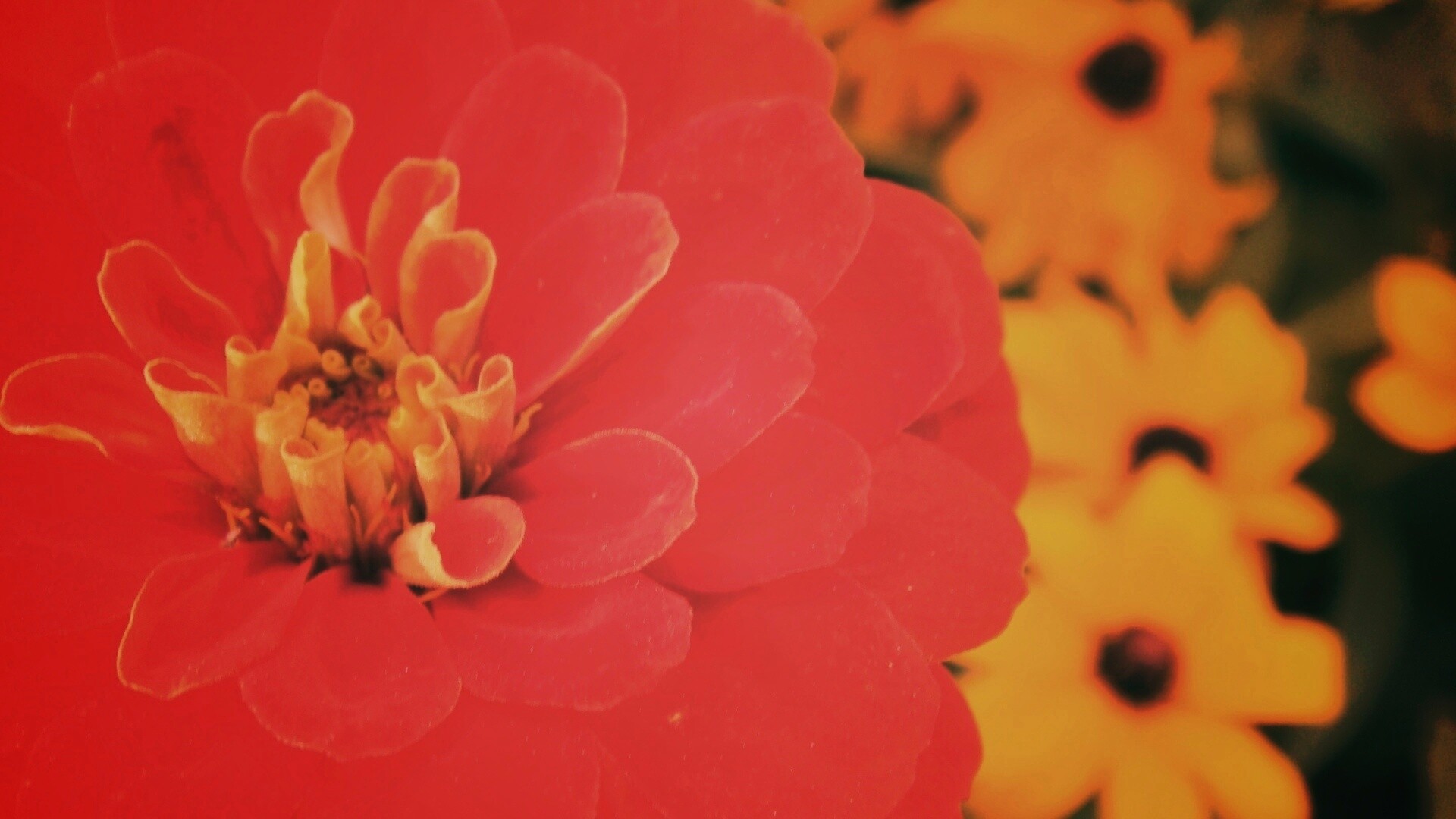 Красный цветок обои