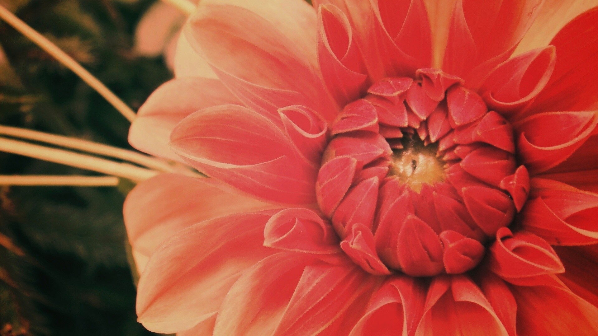 Аленький цветочек обои