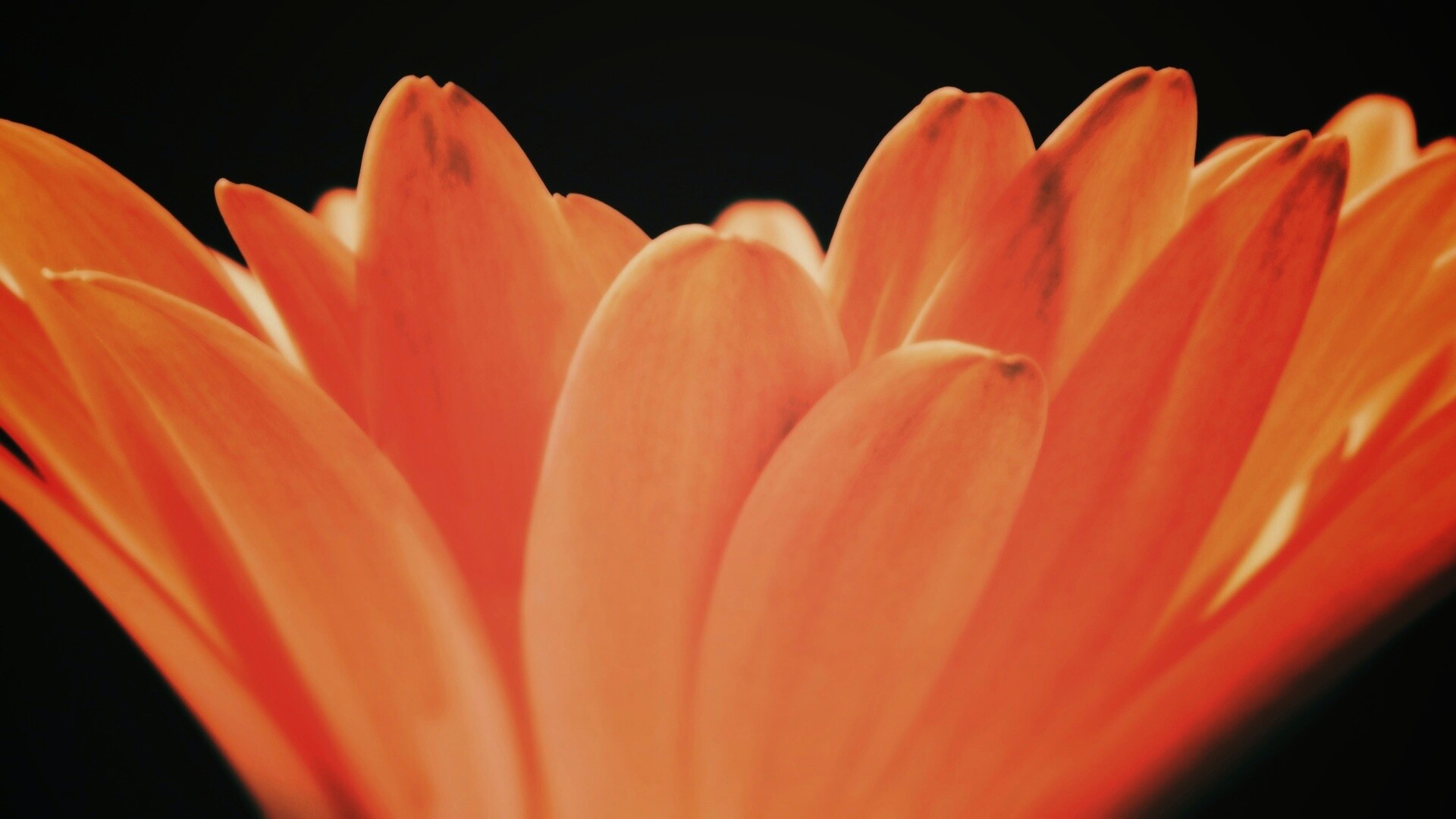 Цветочные лепестки обои