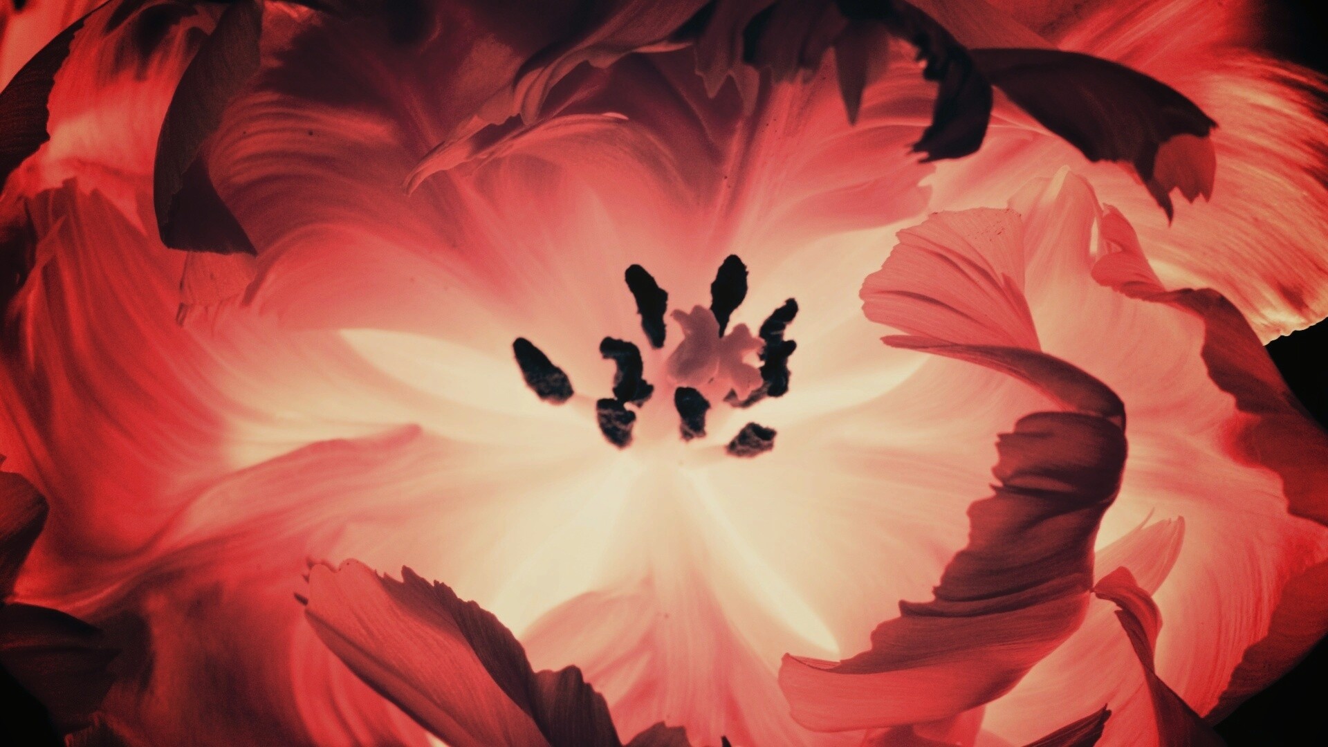 Пылающий цветок обои