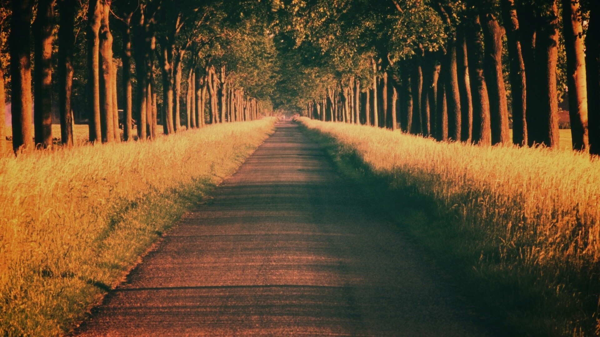 Живописная аллея обои