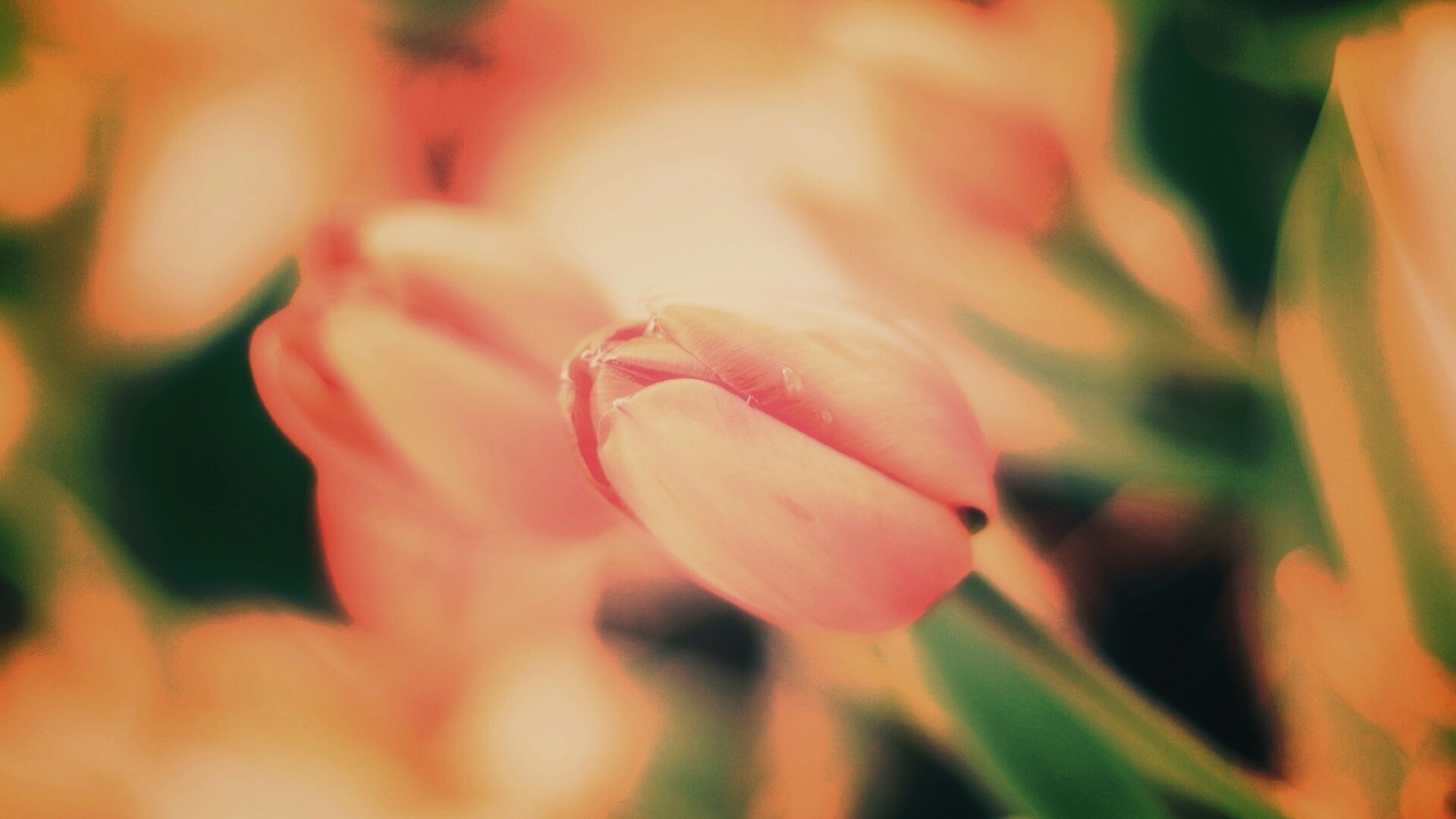 Красивый тюльпан обои