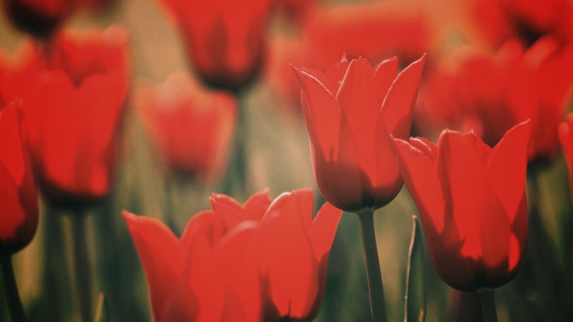 Красные цветы обои