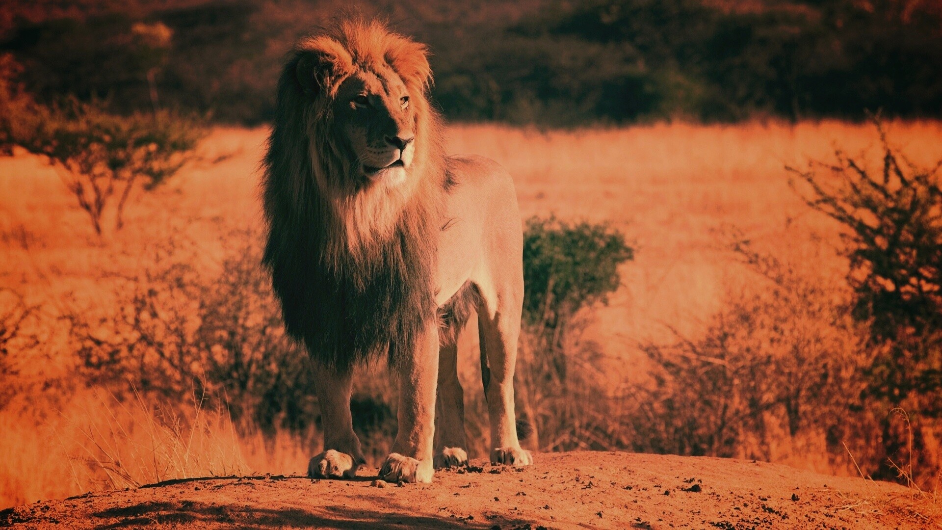 Царь зверей обои