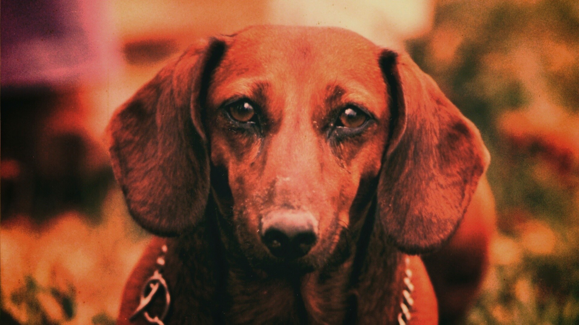 Рыжая такса обои