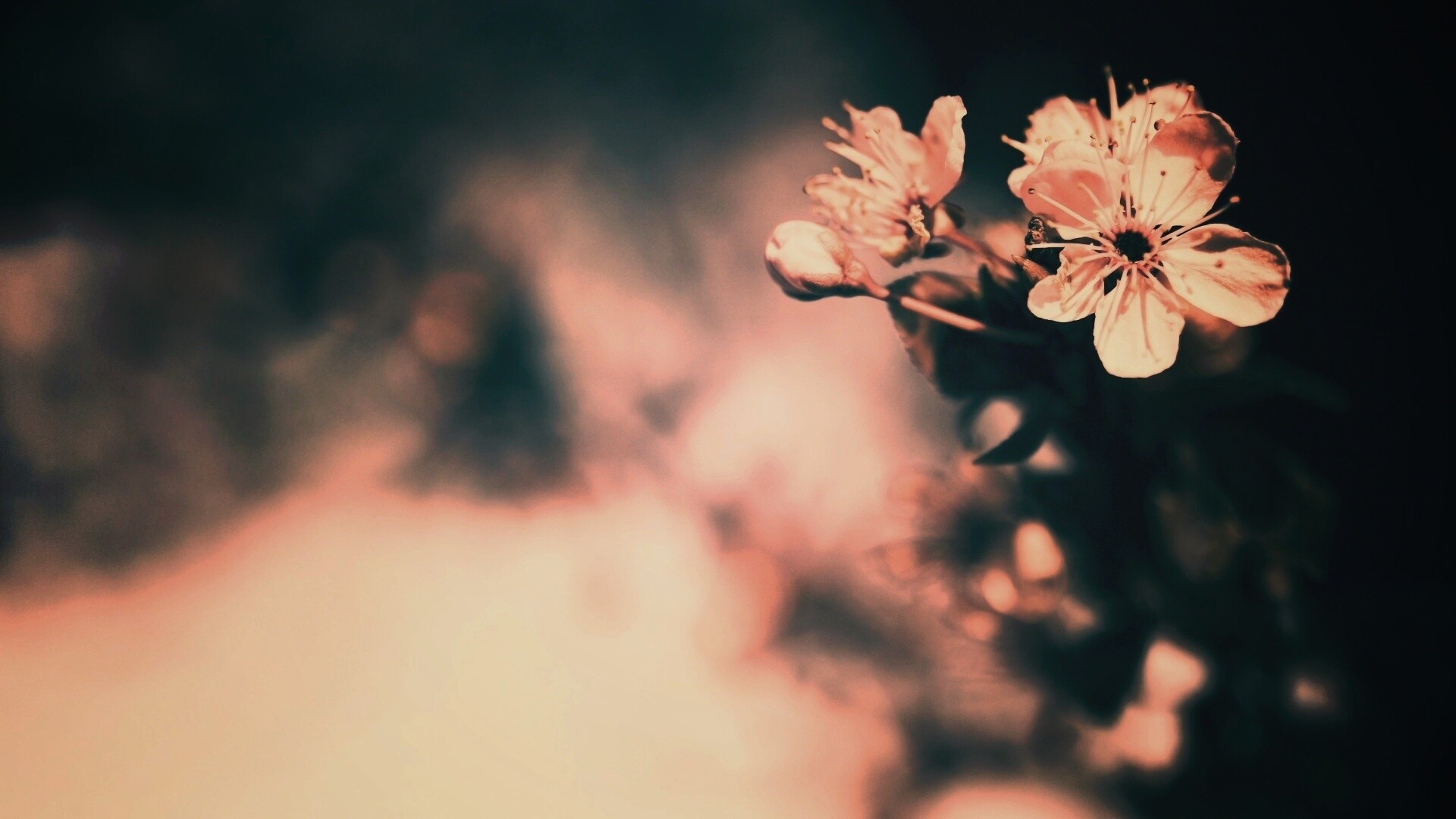 Цветок вишни обои