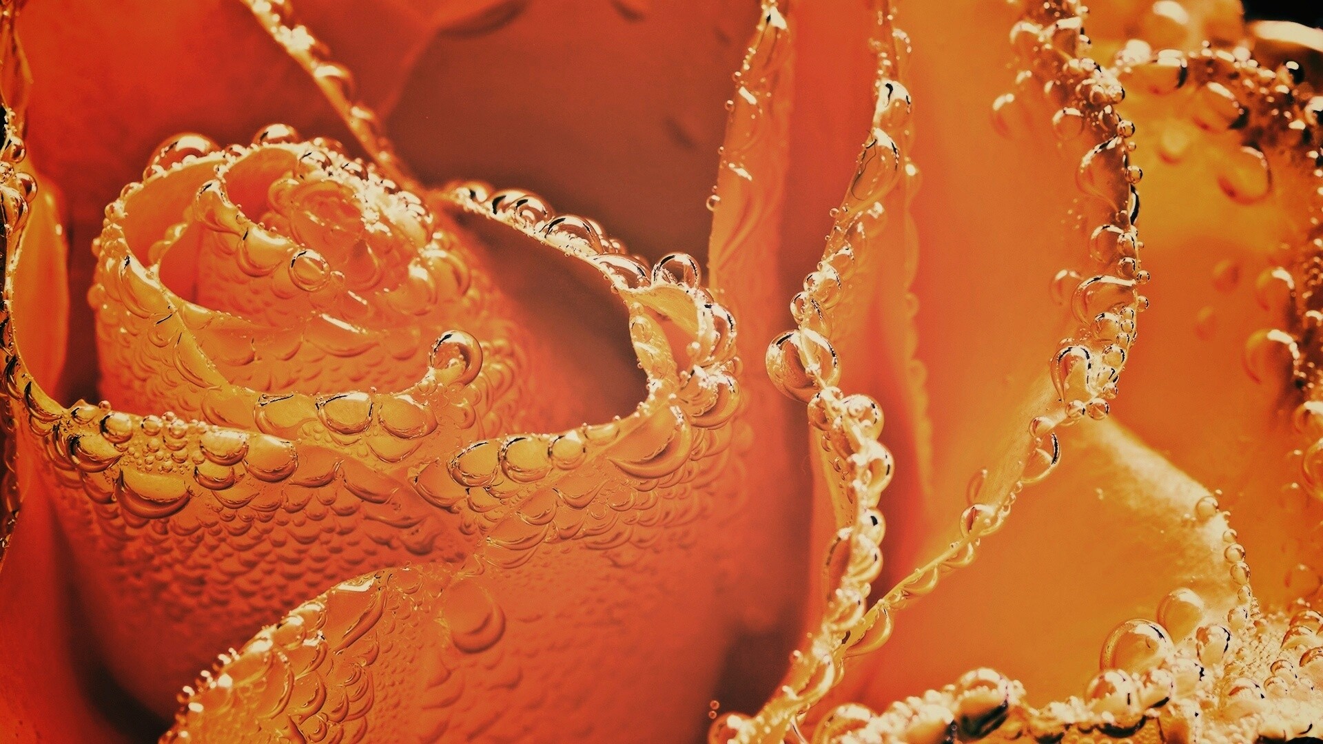 Мокрый желтый цветок обои