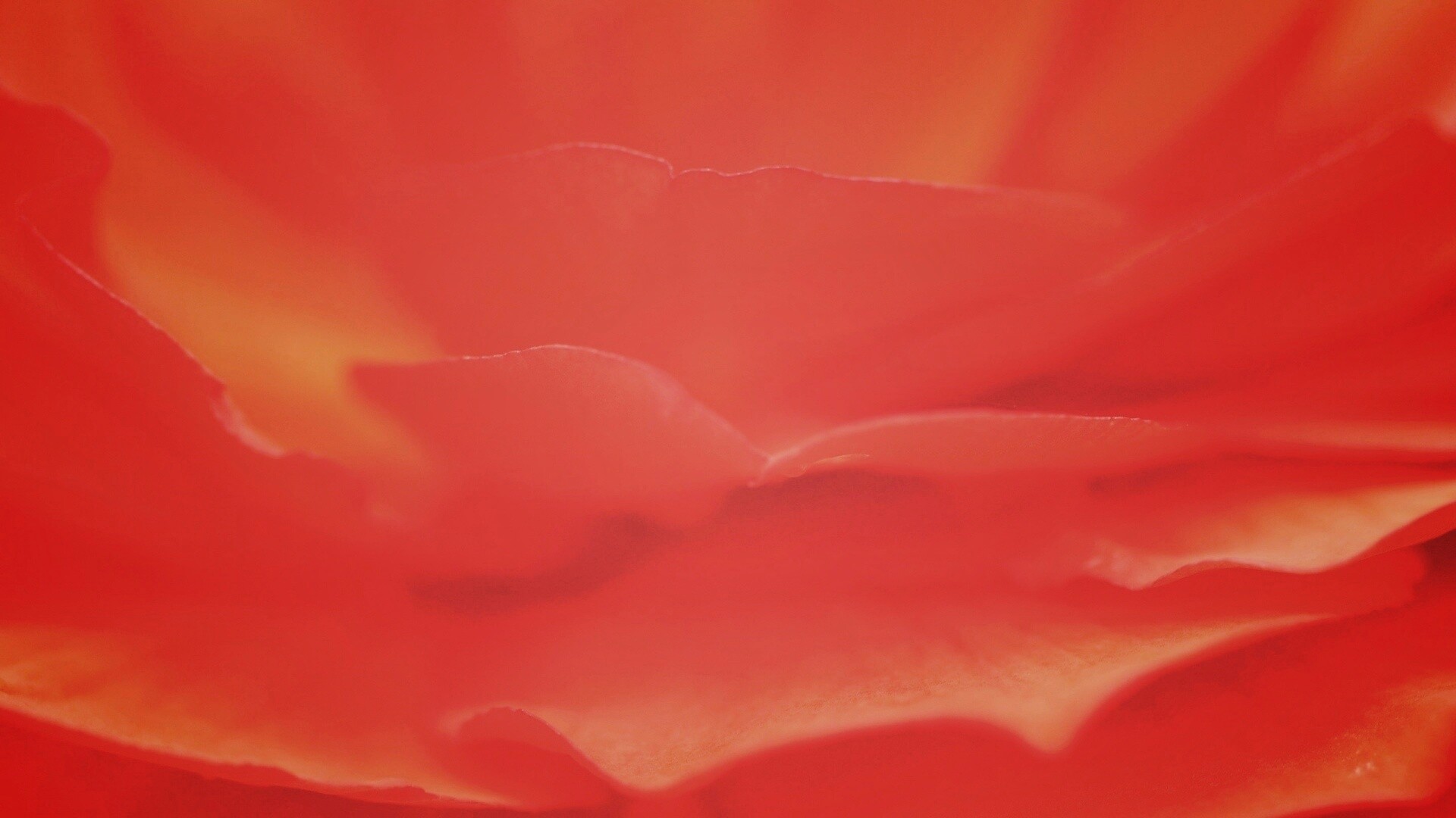 Лепестки красного цветка обои