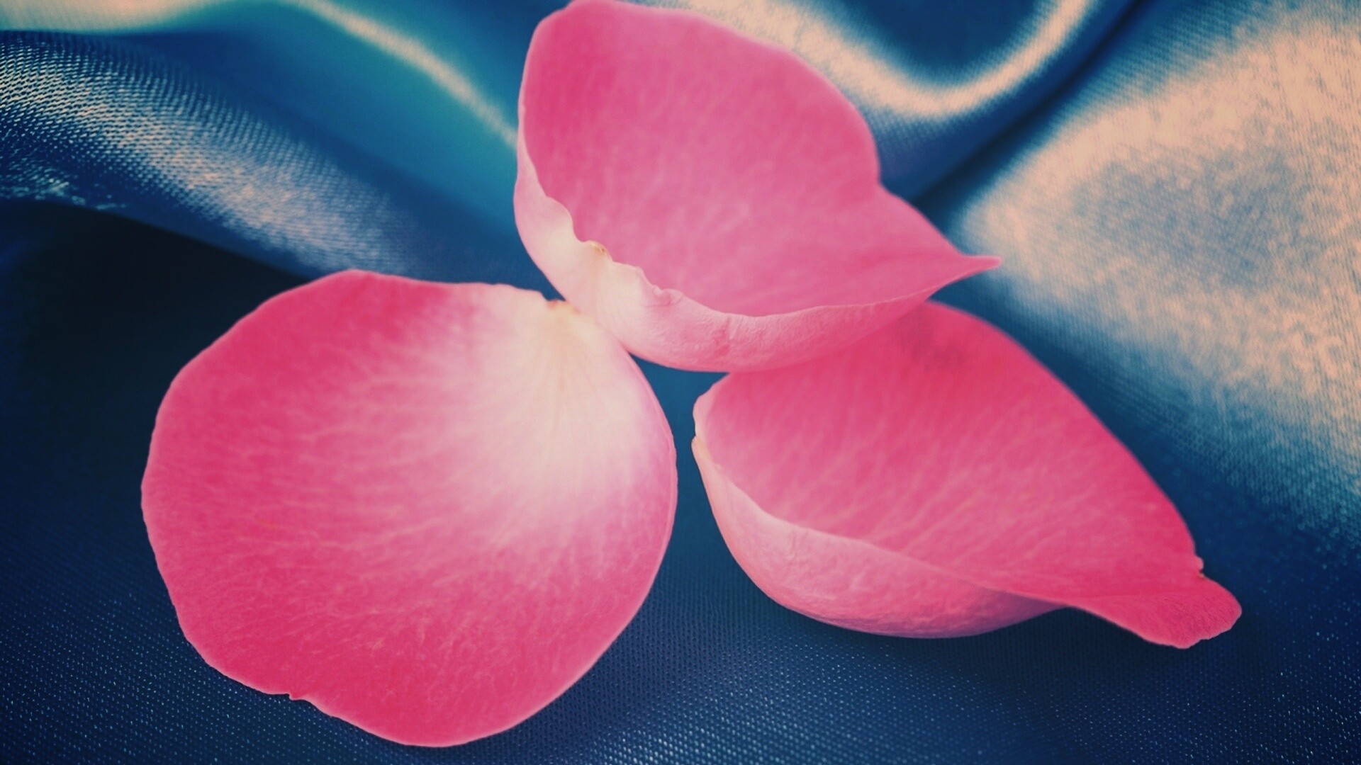 Лепестки розы на голубой ткани обои