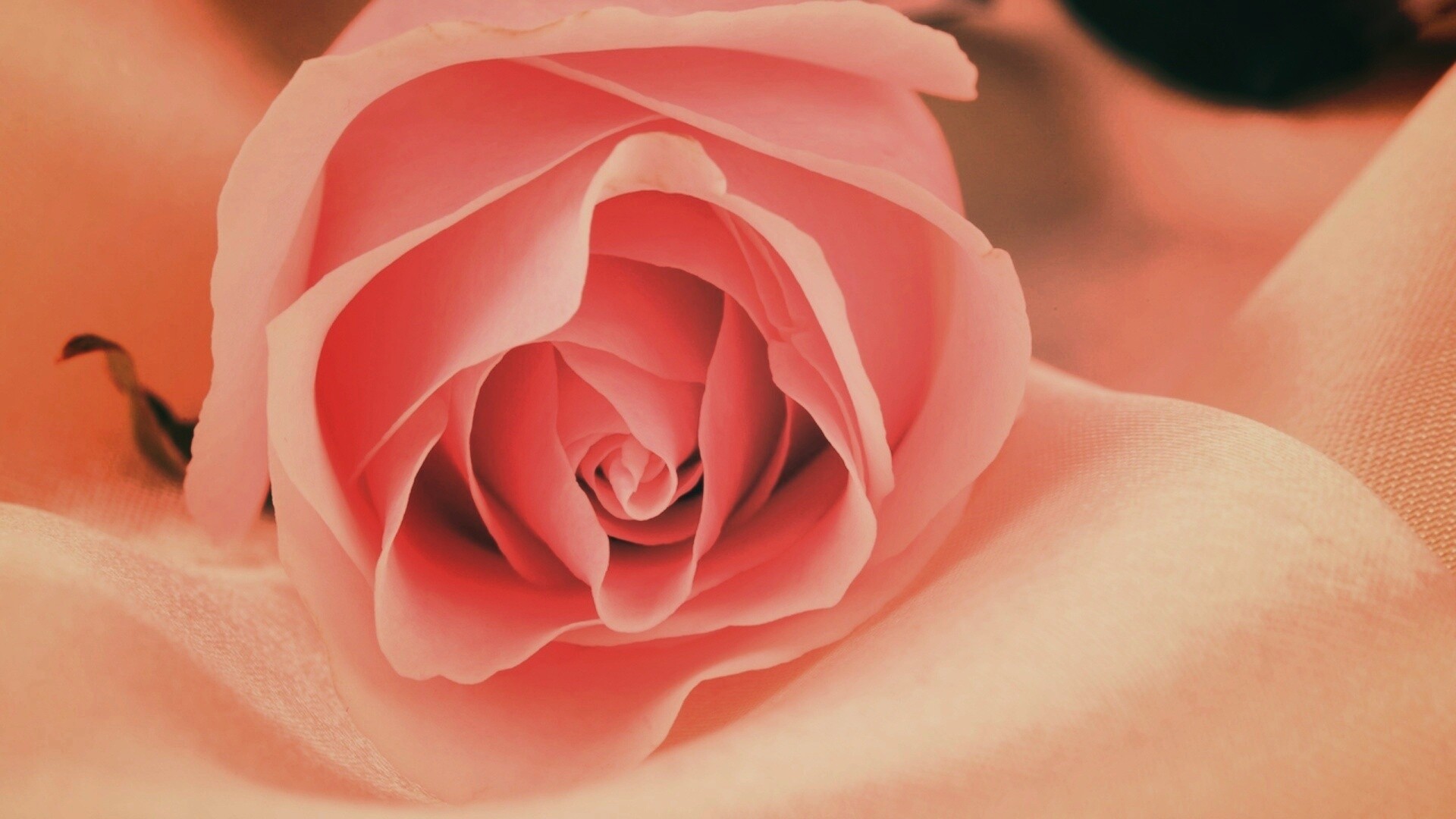 Нежная роза обои